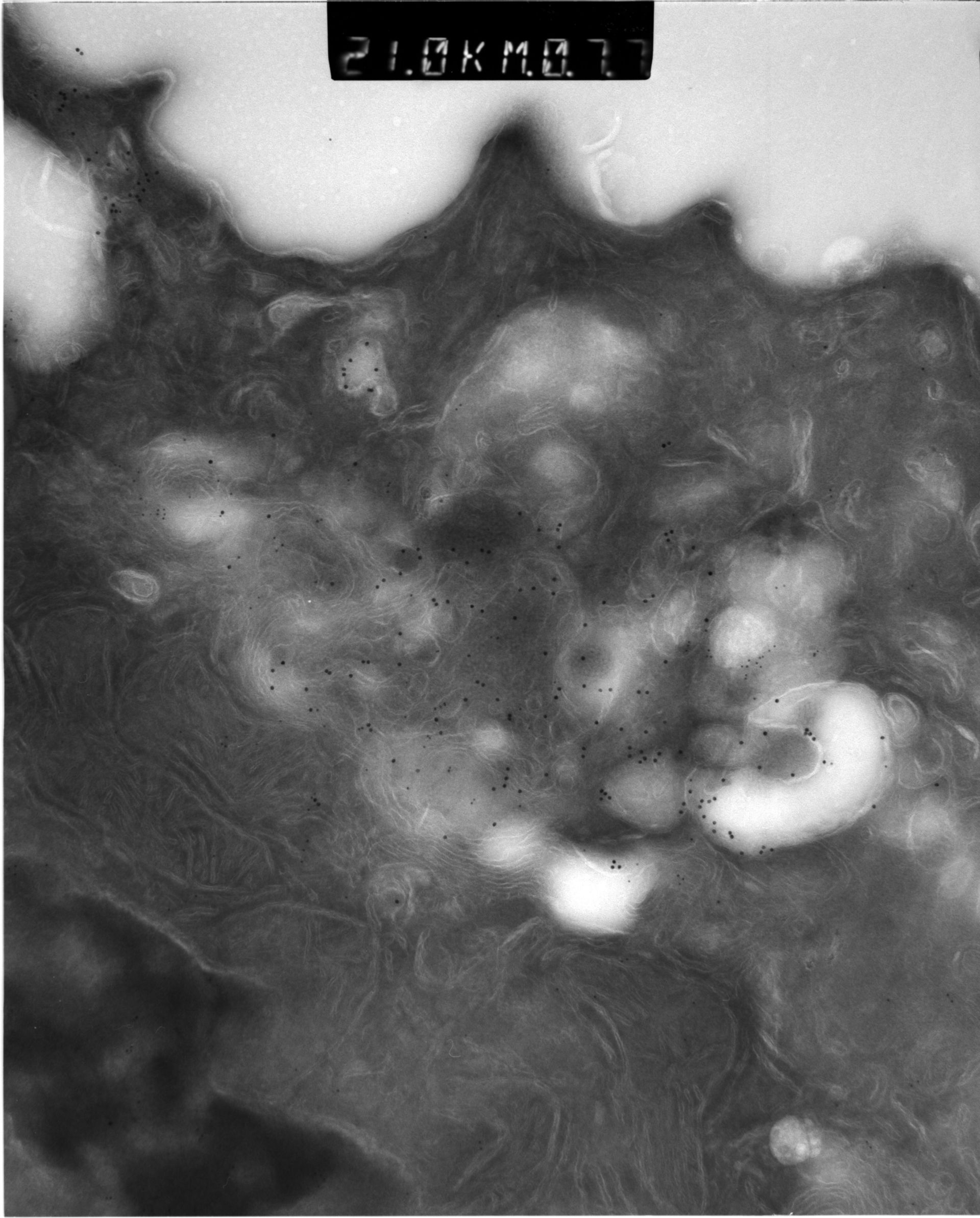 Rattus rattus (Mitochondrion) - CIL:12944