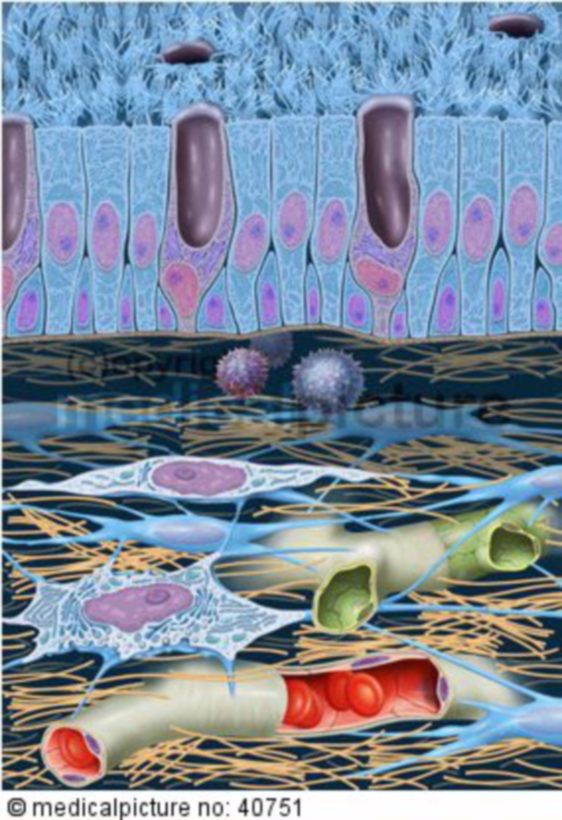  Epithelzellen bei abklingender Bronchitis 
