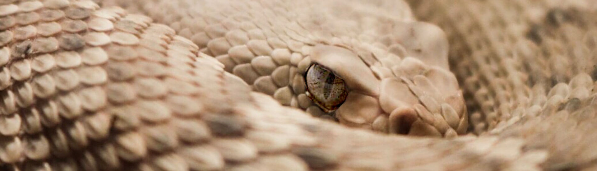 Regeneration Die Hydra zeigt, wie’s geht DocCheck