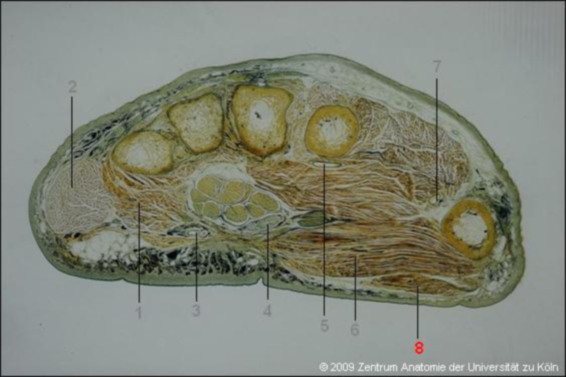 Anatomie: Hand