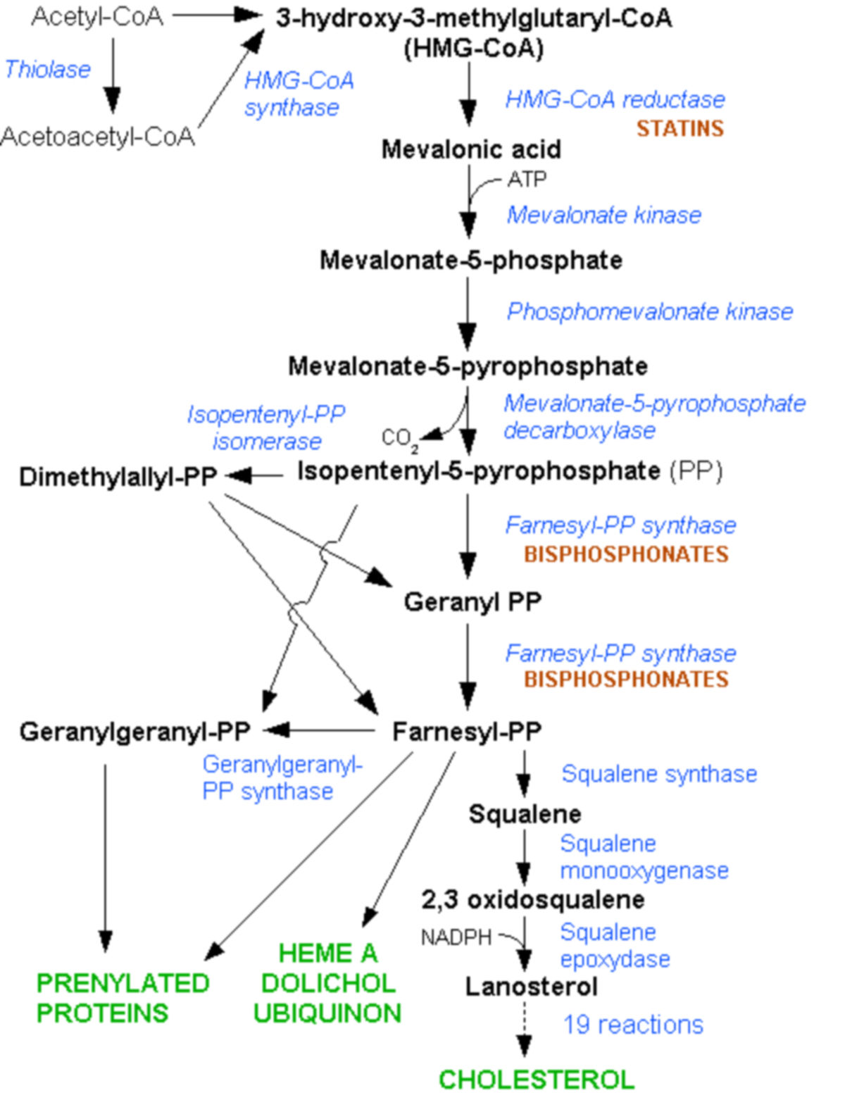 Cholesterinbiosynthese DocCheck Flexikon