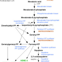 Acetyl Coa Doccheck Flexikon