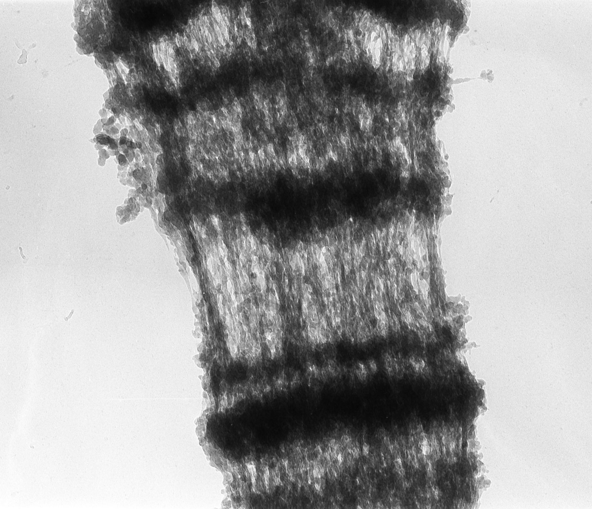 Drosophila melanogaster (Polytene chromosome) - CIL:25399