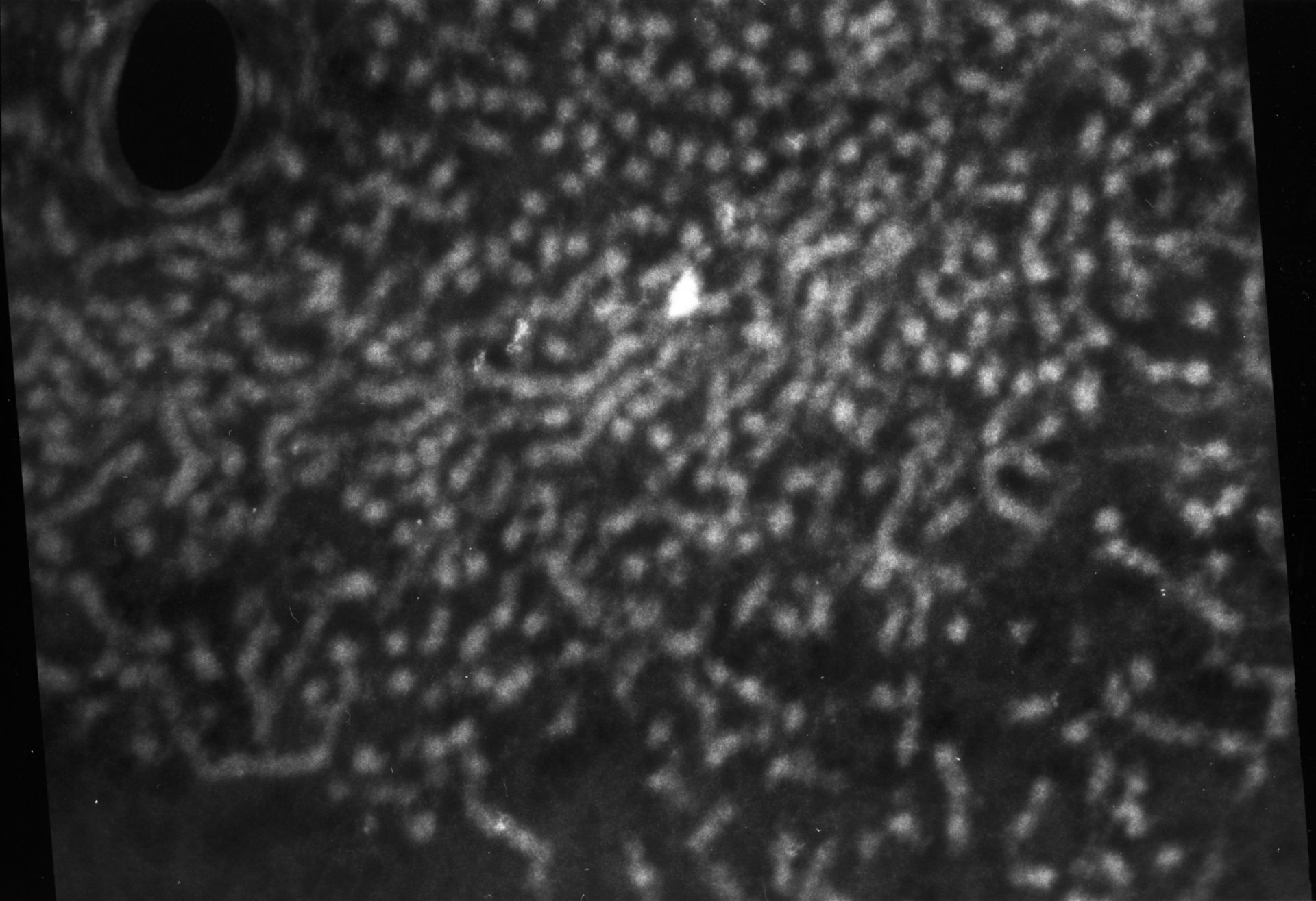 Patiria miniata (Nuclear chromatin) - CIL:767