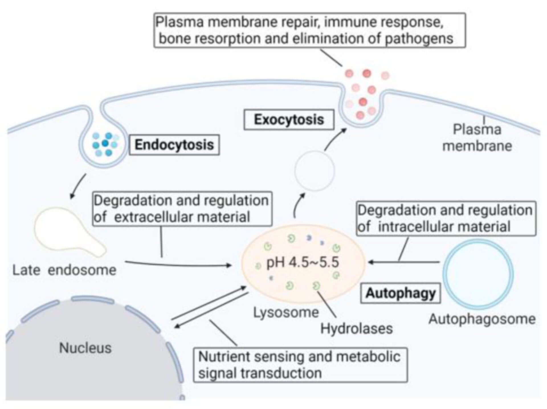 The lysosomal degradation pathway (Pei, 2021)