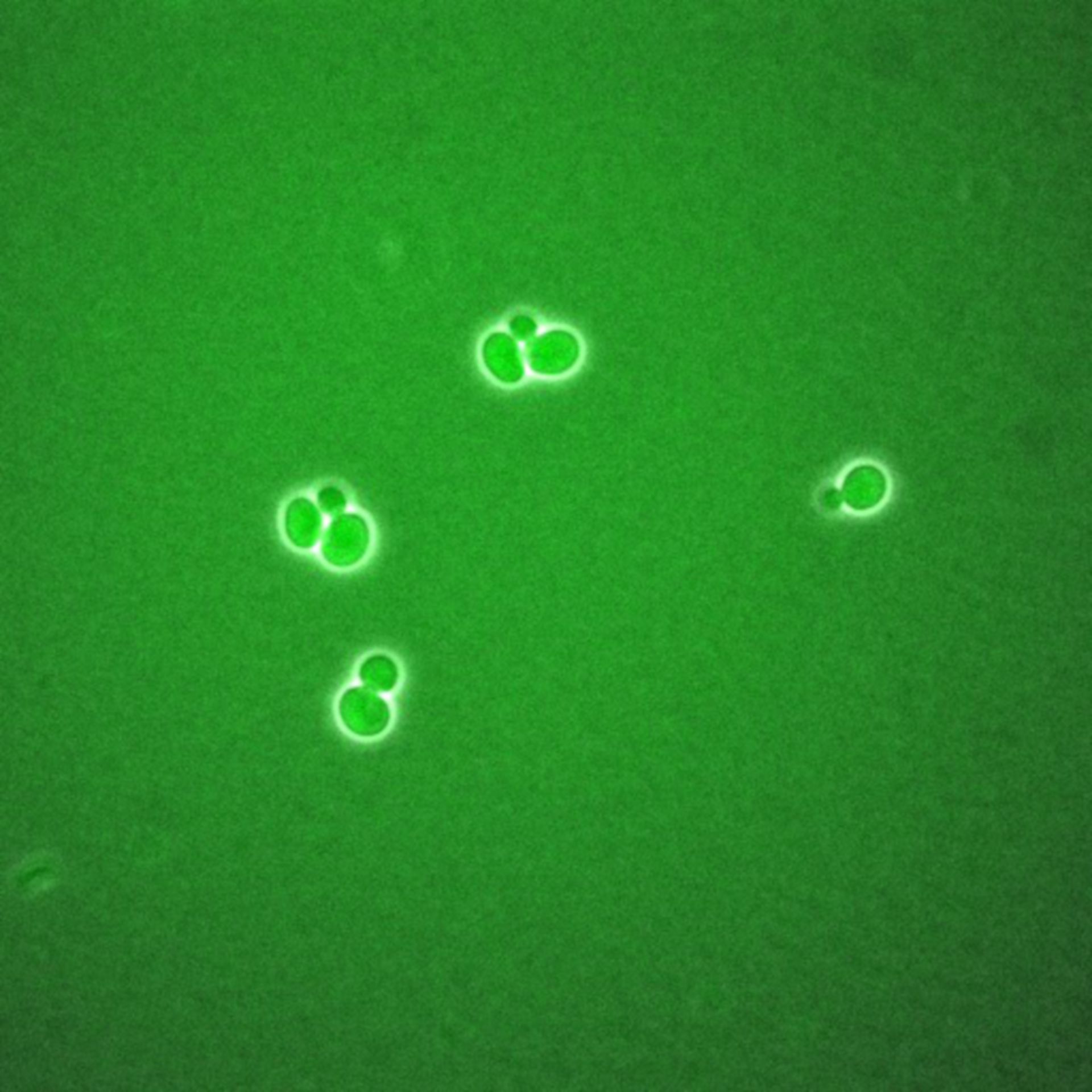 Saccharomyces cerevisiae (BCK2 protein) - CIL:35794