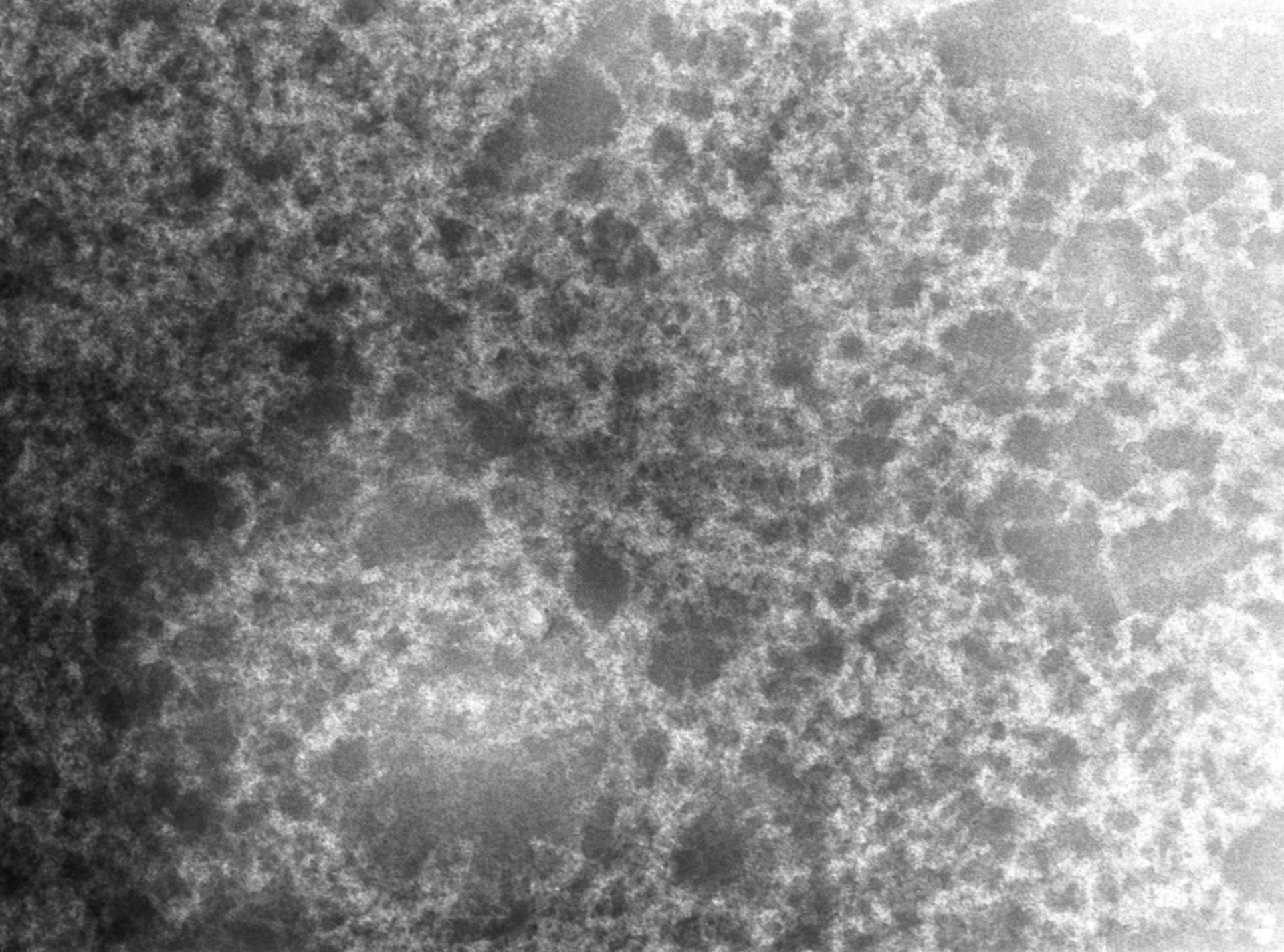 Notopthalmus viridescens (Nuclear chromatin) - CIL:9983