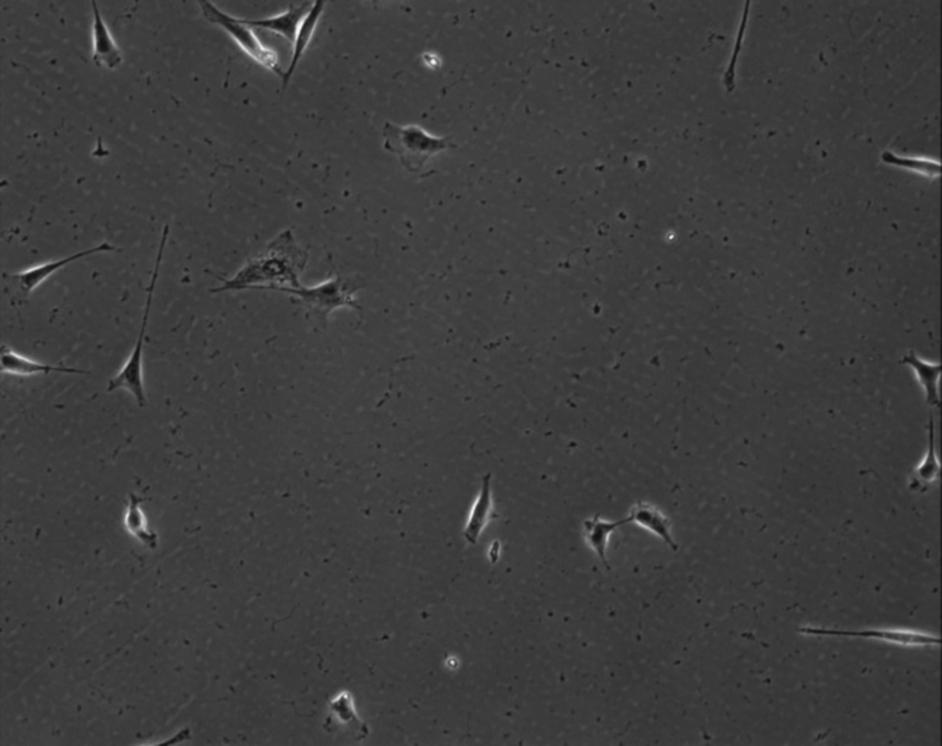 Mus musculus (Extracellular matrix part) - CIL:7885