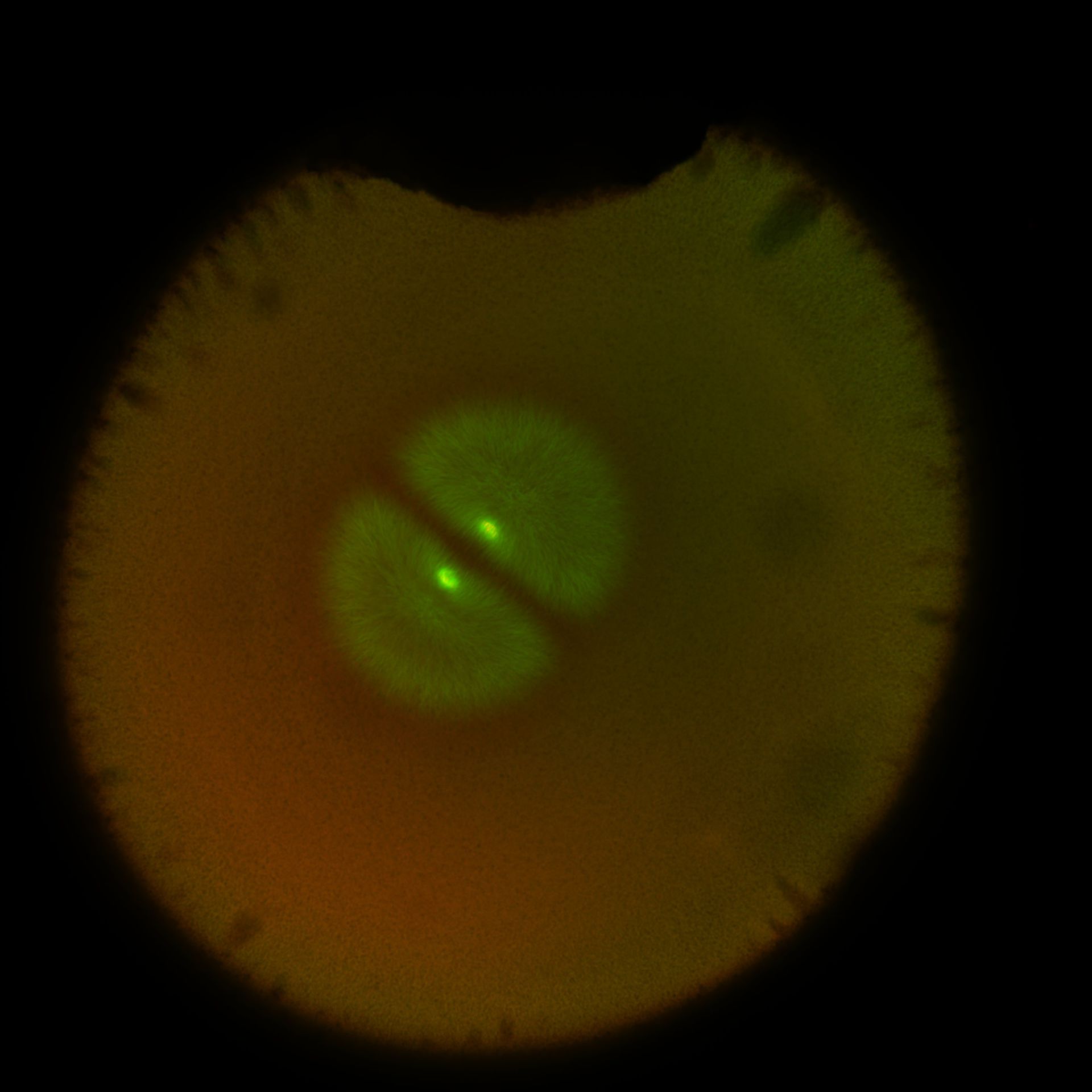 Xenopus laevis (DNA) - CIL:36564