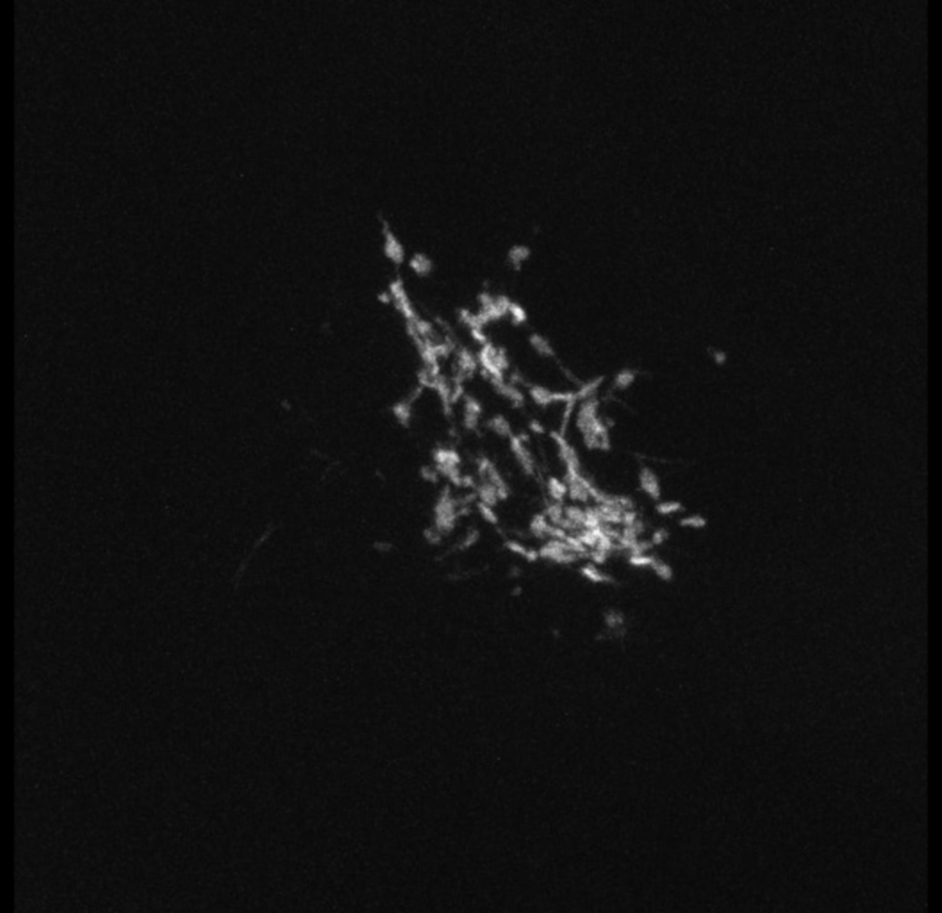 Chlorocebus sabaeus (Golgi apparatus) - CIL:733