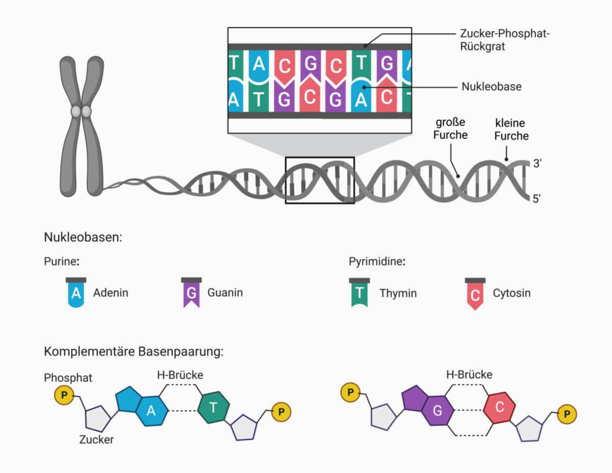Aufbau der DNA