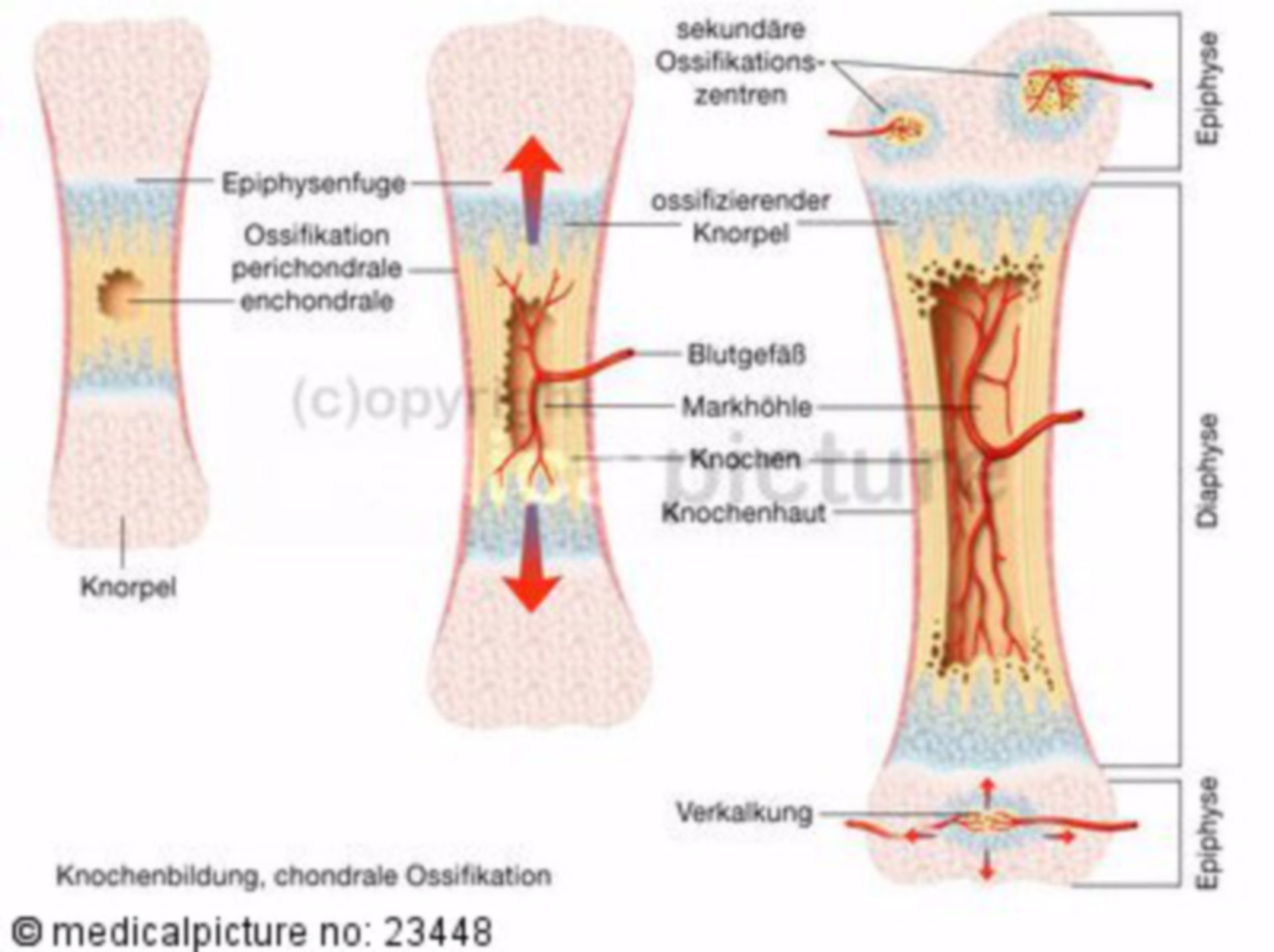 Knochenwachstum (Ossifikation)