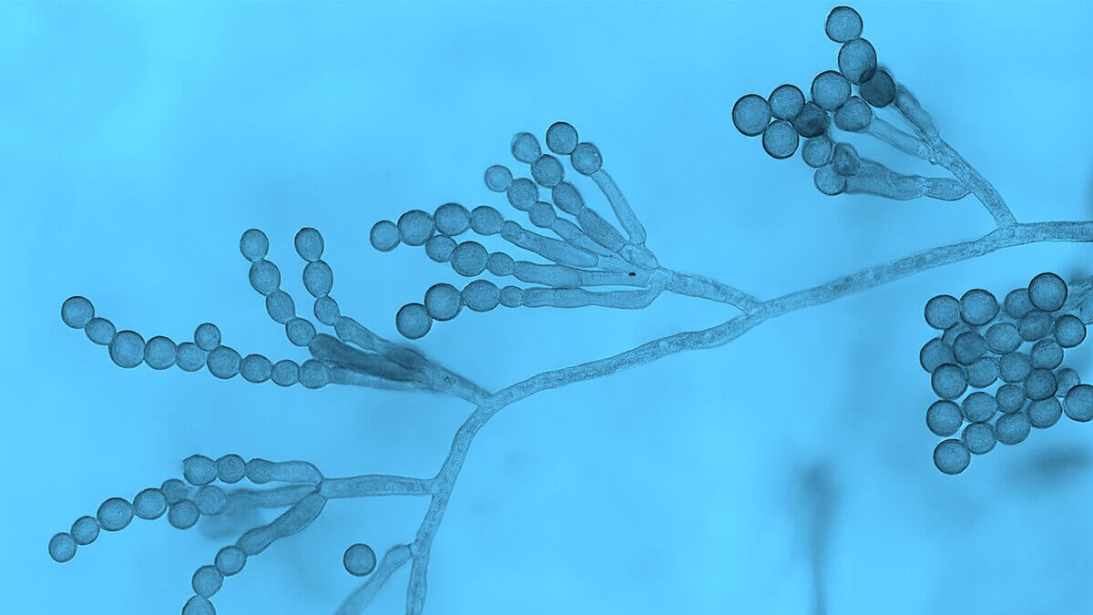 Scopulariopsis brevicaulis