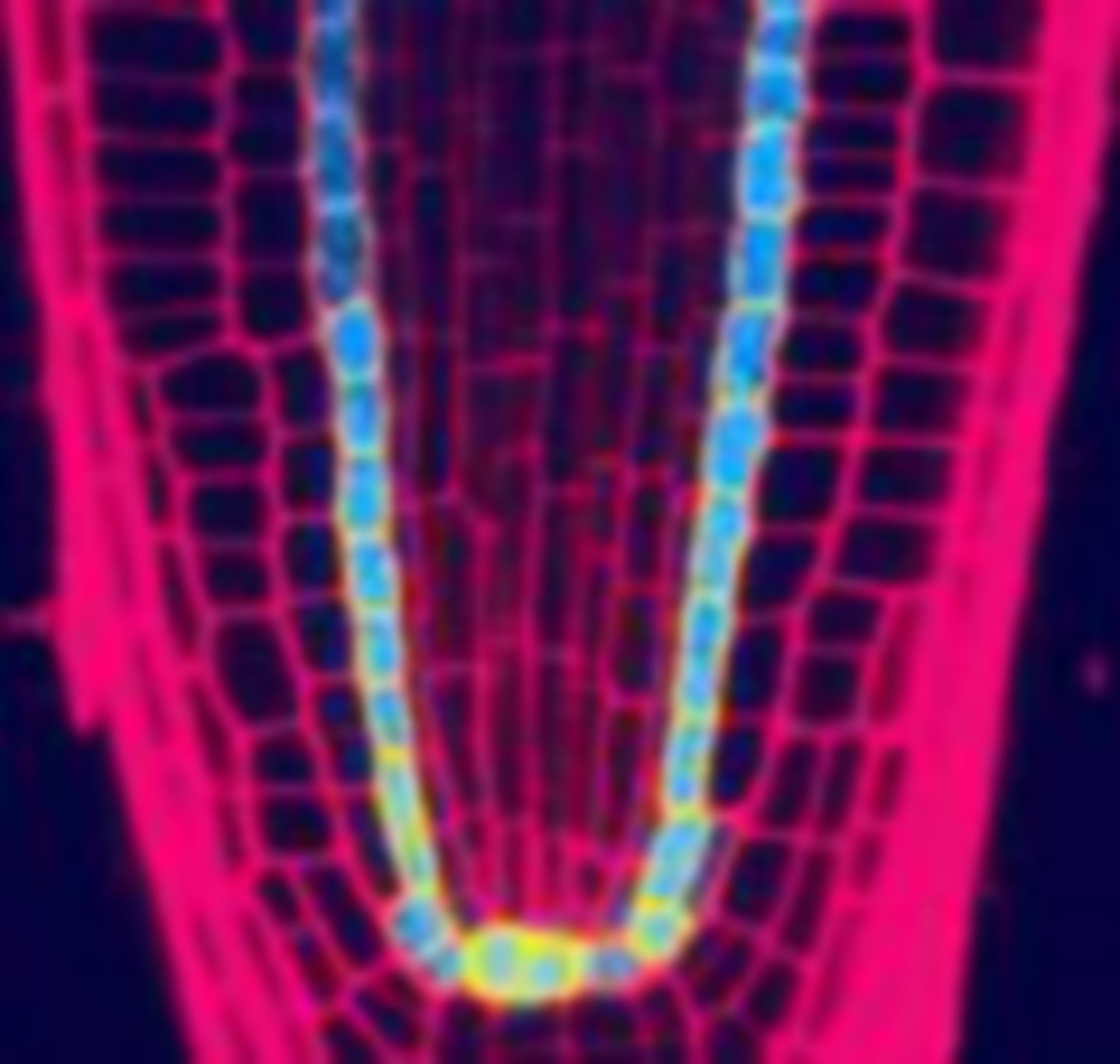 Arabidopsis thaliana (Root tip) - CIL:218