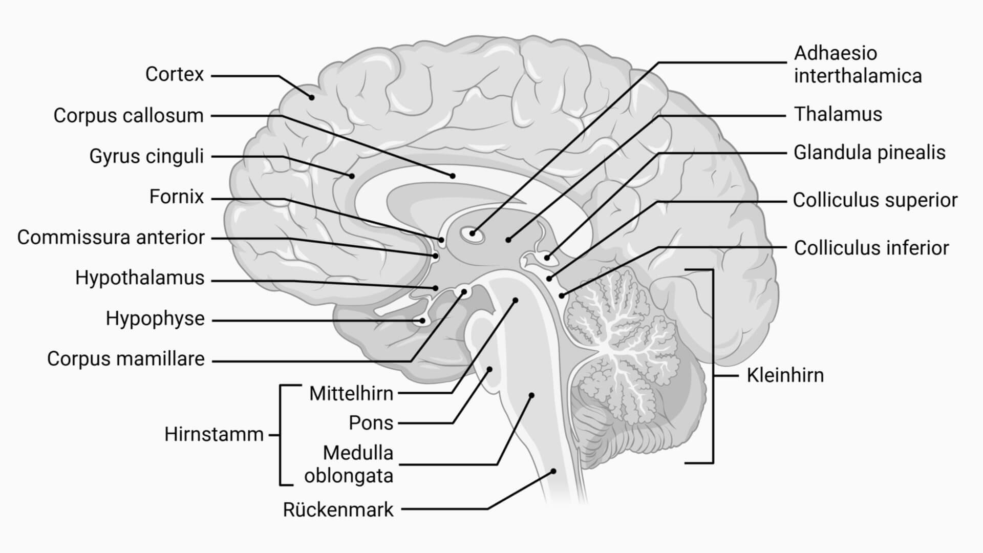 Anatomie des Gehirns