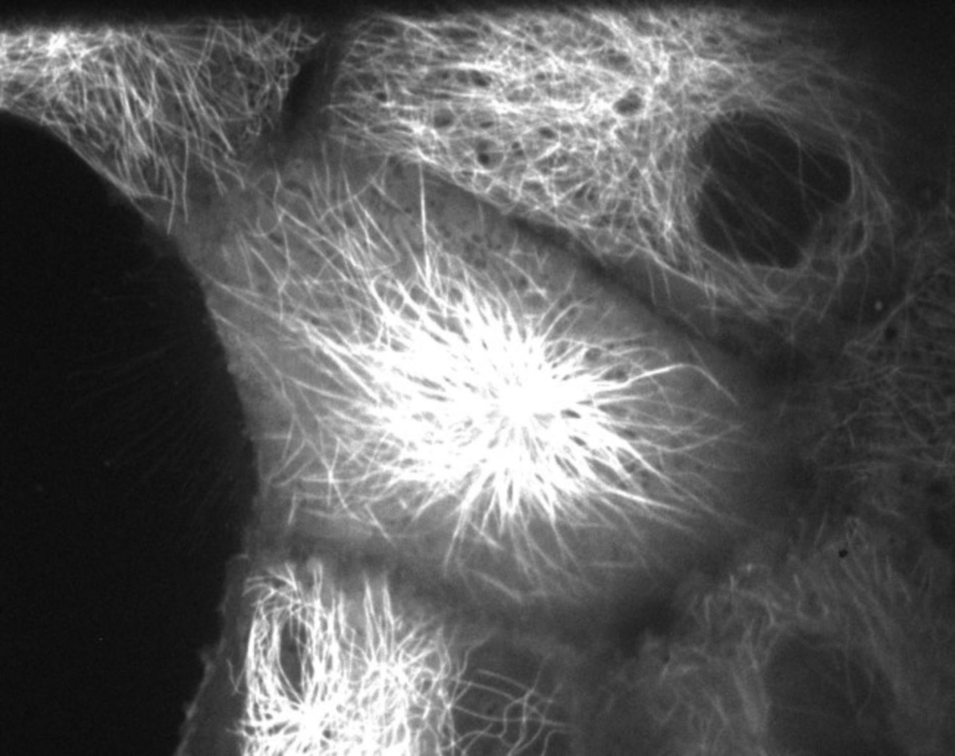 Sus scrofa domestica (Microtubule cytoskeleton) - CIL:40400