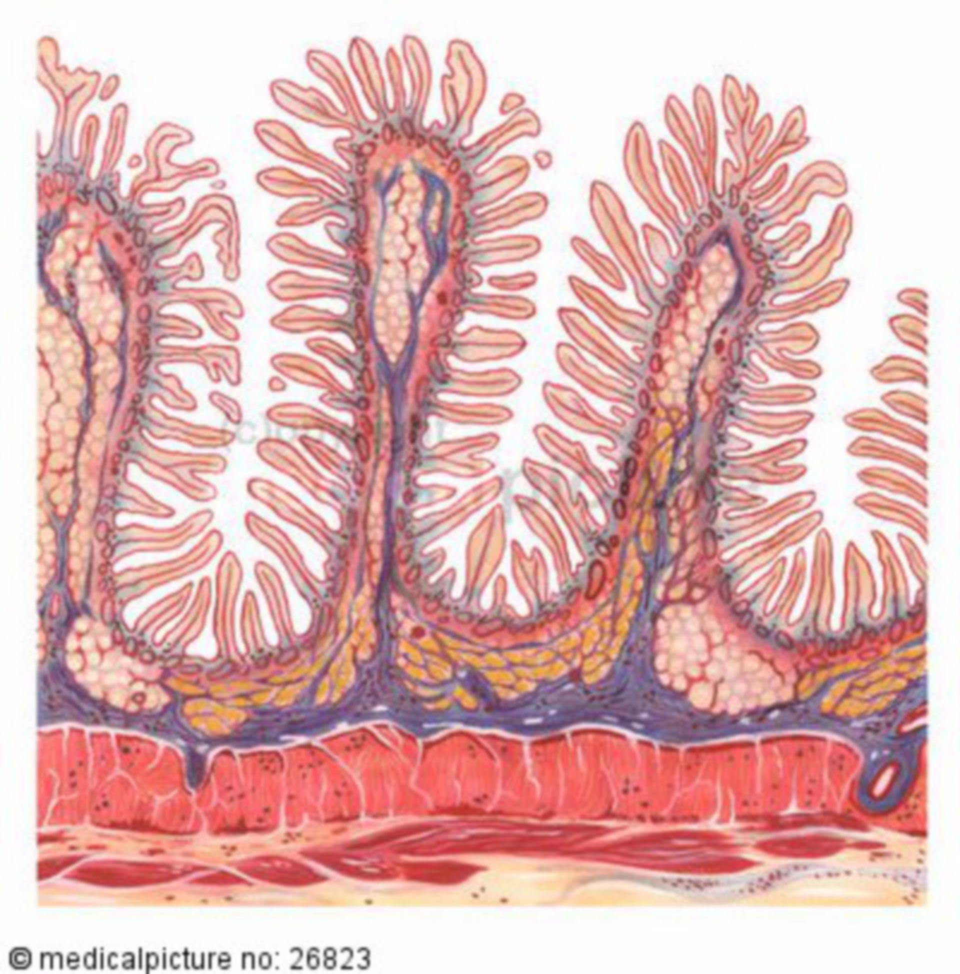 villi small intestine