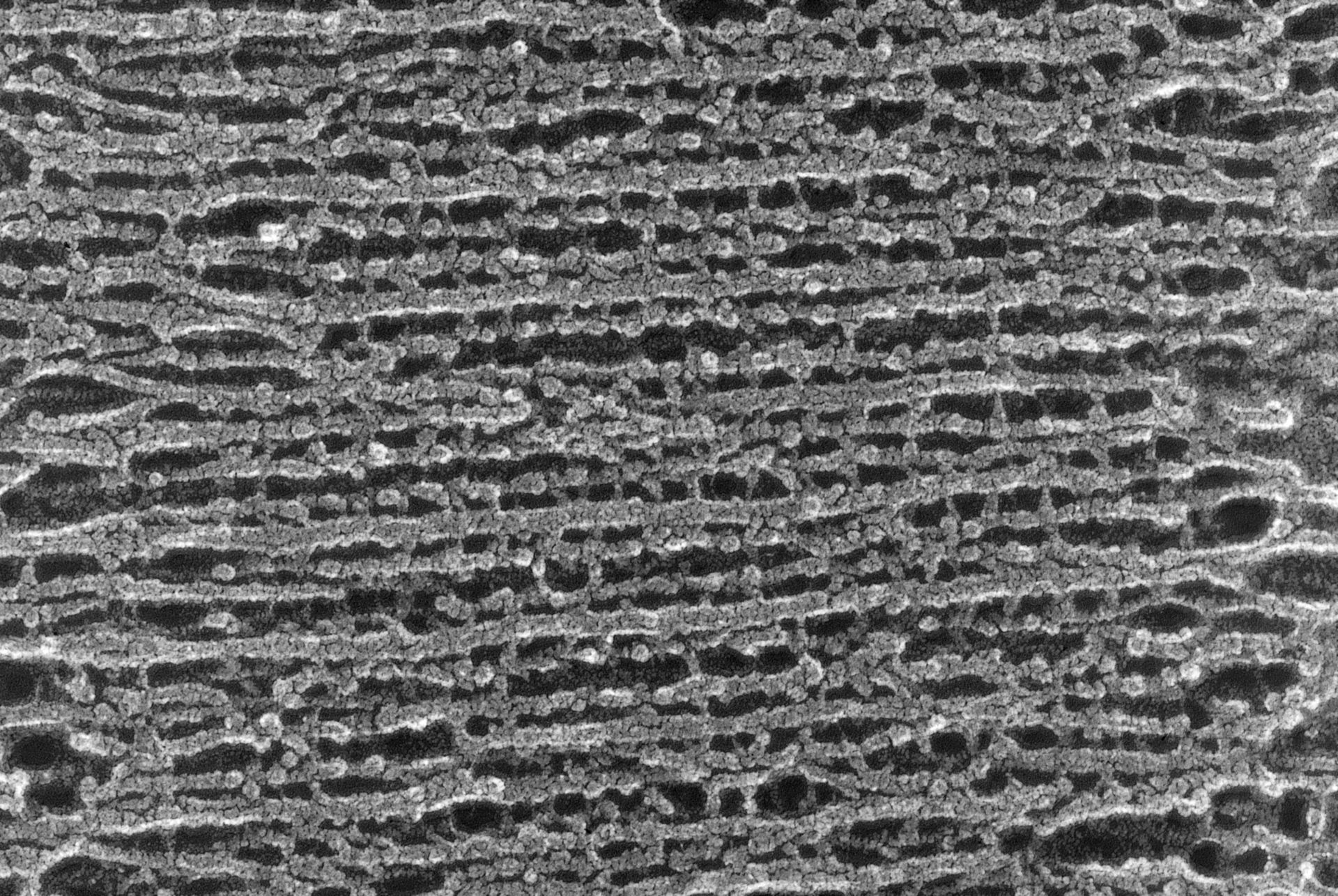 Oryctolagus cuniculus (Cytoskeleton) - CIL:1439