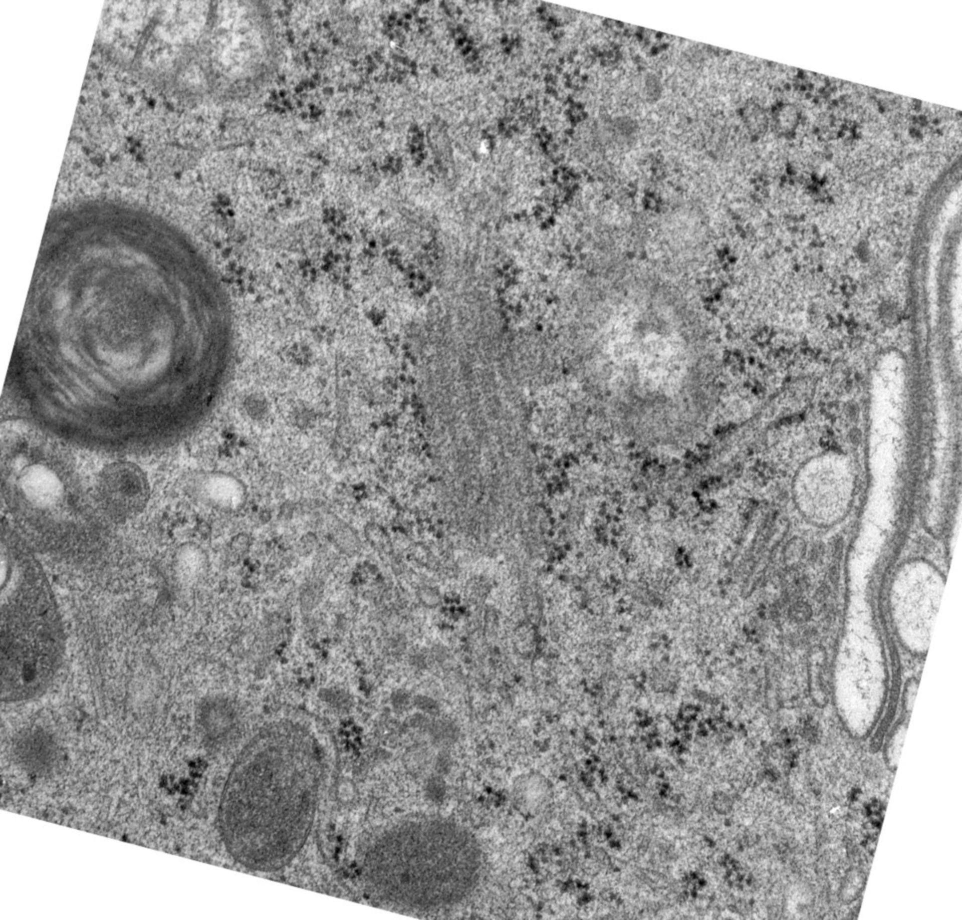 Rattus norvegicus (Golgi cisterna) - CIL:24492