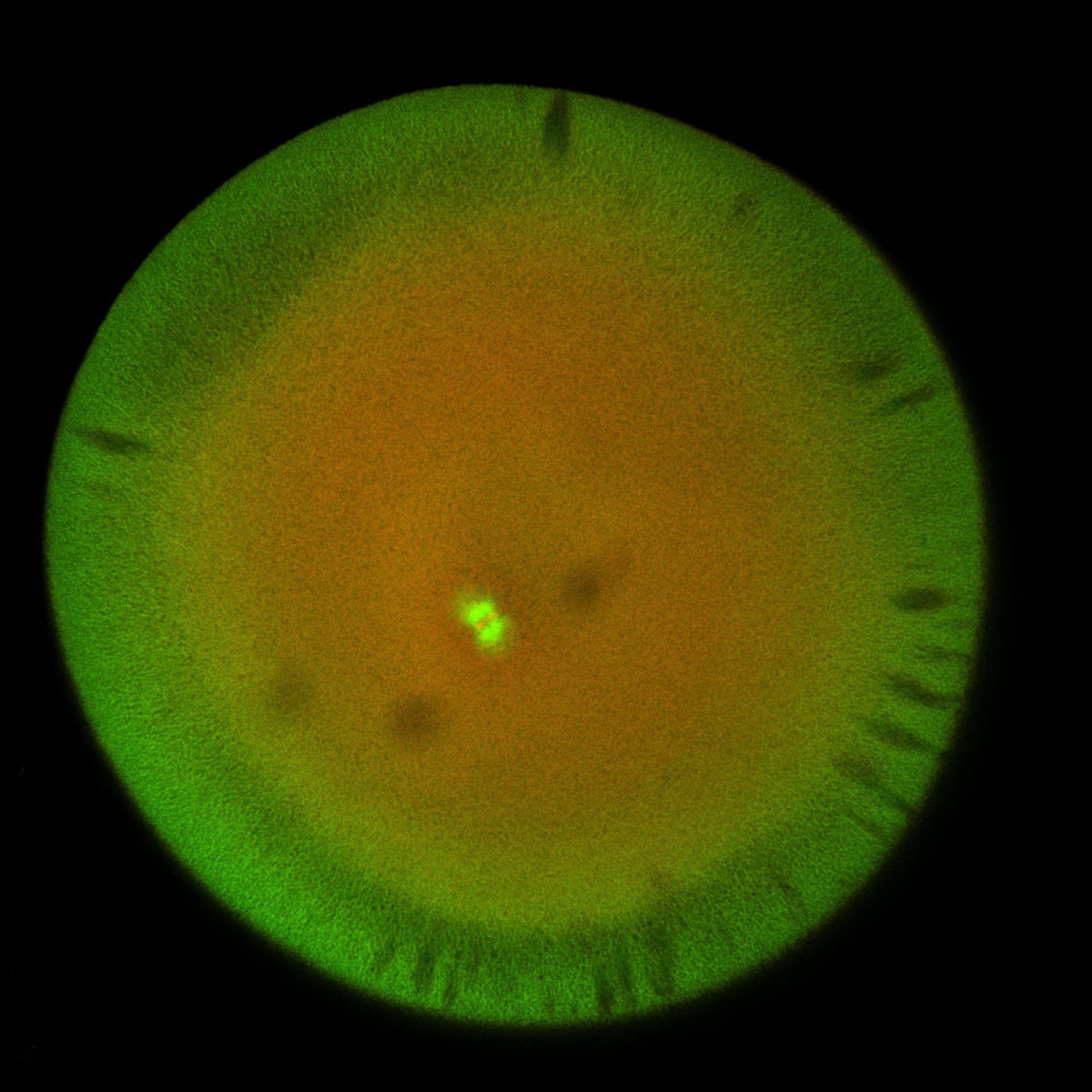 Xenopus laevis (DNA) - CIL:36540