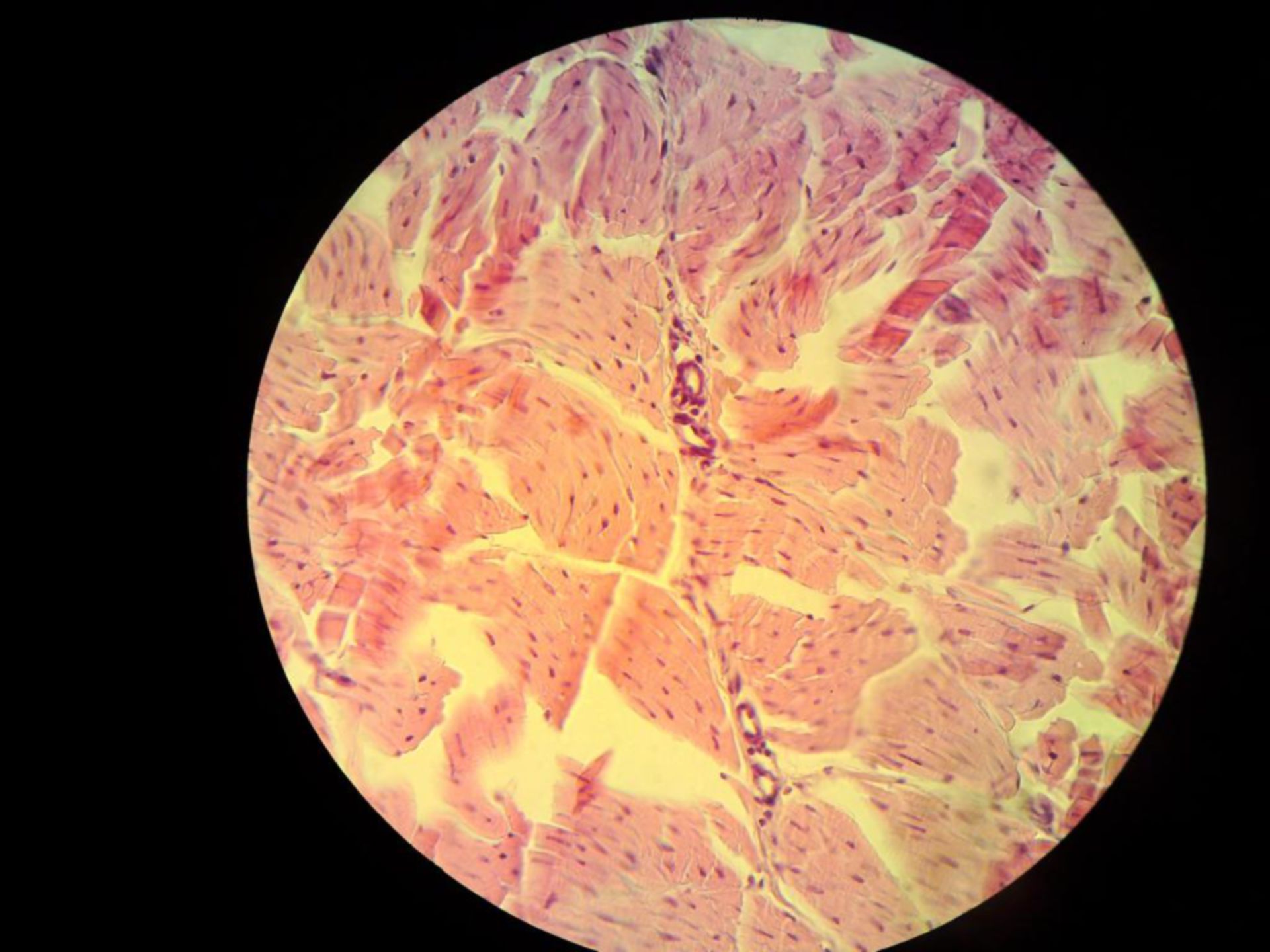 Taut connective tissue - cross-section of the tendon of a dog