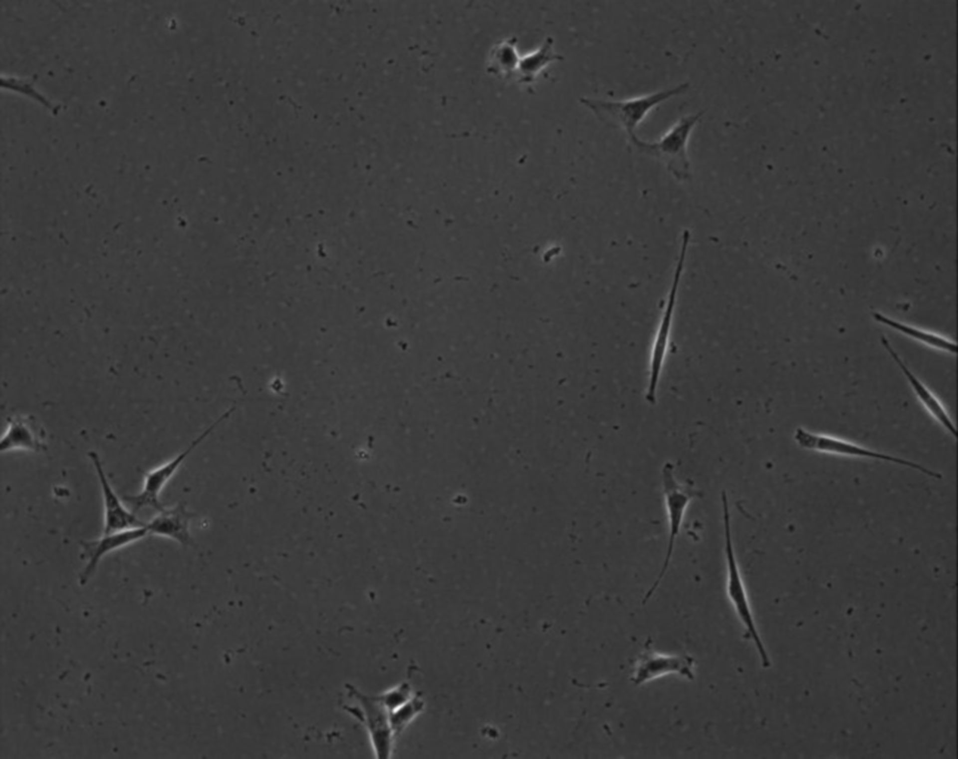 Mus musculus (Extracellular matrix part) - CIL:8877