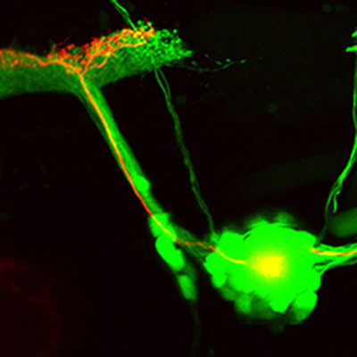 Zebrafisch-Nerven, die mit dem Gehirn verschaltet sind (grün). Eines dieser Neuronen trägt ein durch Licht aktivierbares Enzym (rot). Wissenschaftler konnten so die Neuronen-Regeneration stimulieren. © HMGU