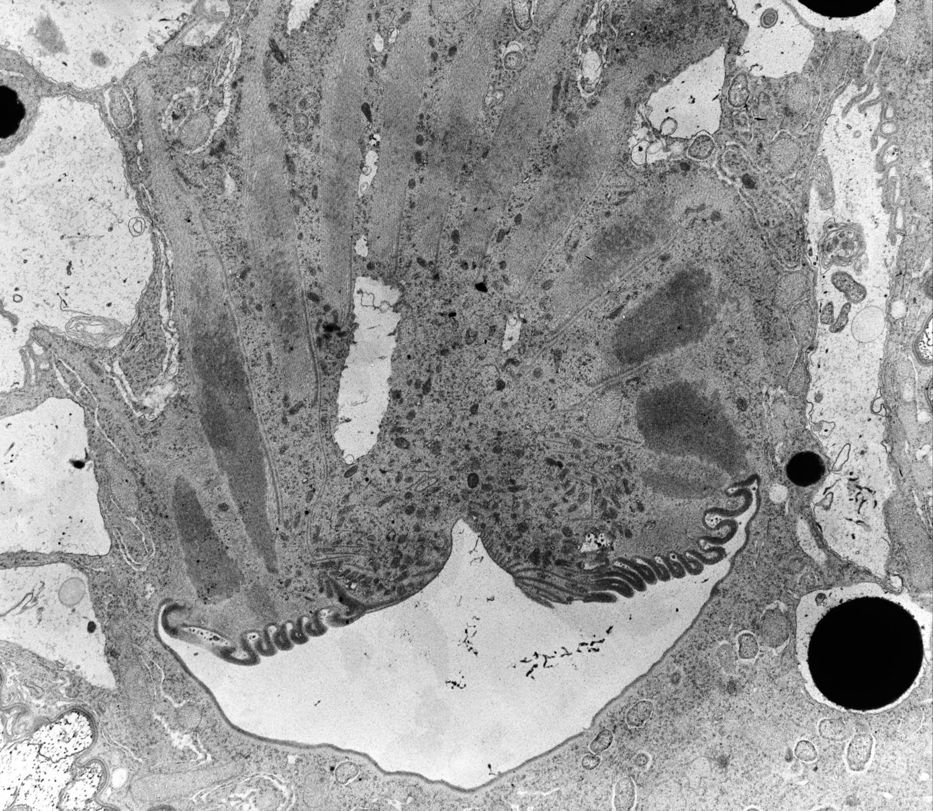 Nassula (Oral apparatus) - CIL:39137