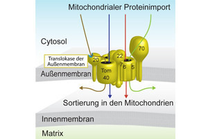 Der TOM-Komplex bildet einen Kanal durch die äußere Membran der Mitochondrien und importiert Proteine vom Cytosol, der Zellflüssigkeit, in die Zellkraftwerke. © Nils Wiedemann