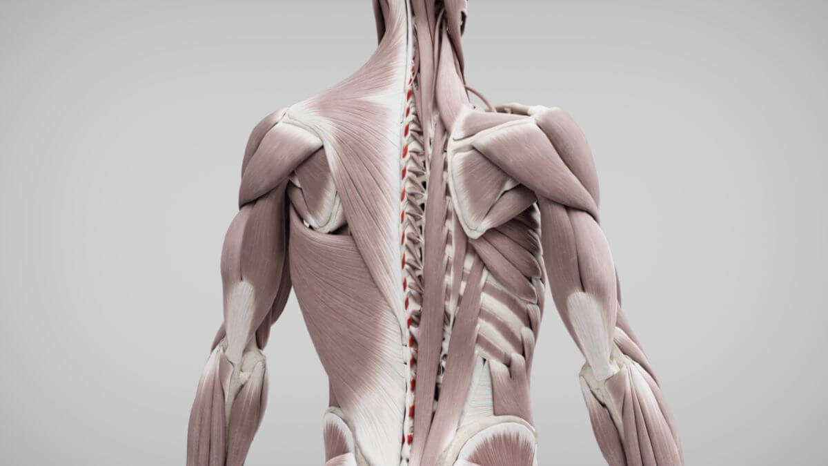Musculus interspinalis