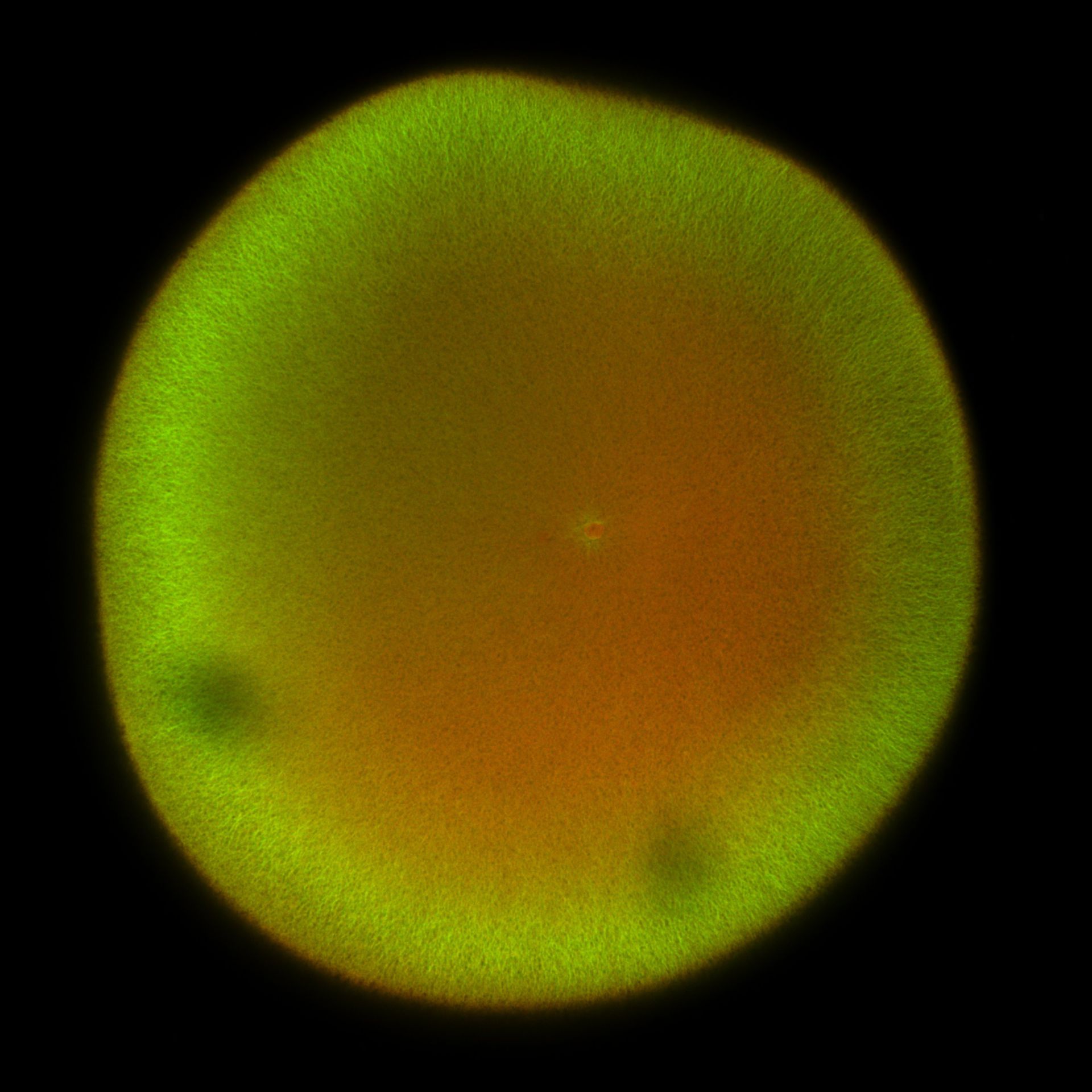 Xenopus laevis (DNA) - CIL:36484