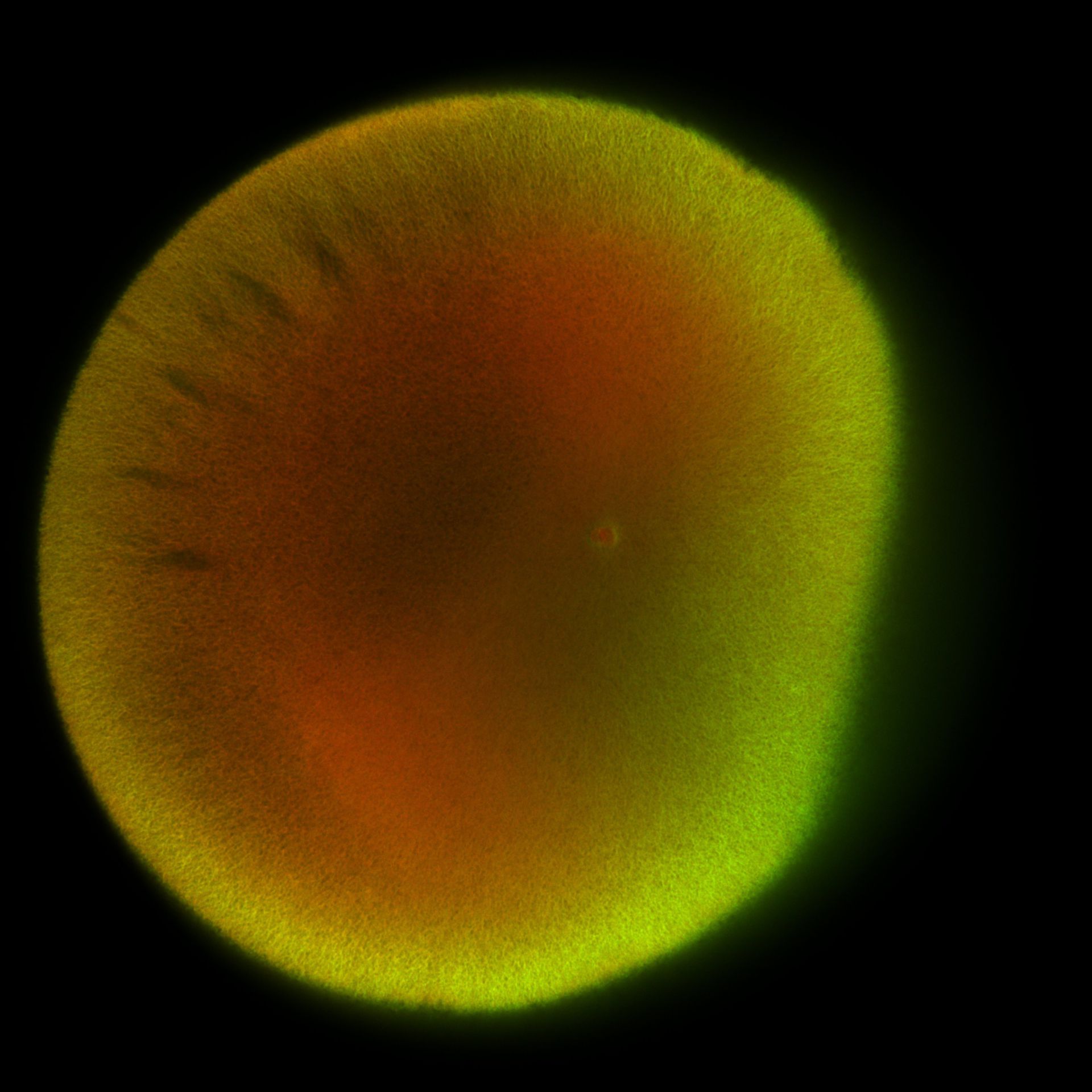 Xenopus laevis (DNA) - CIL:36498