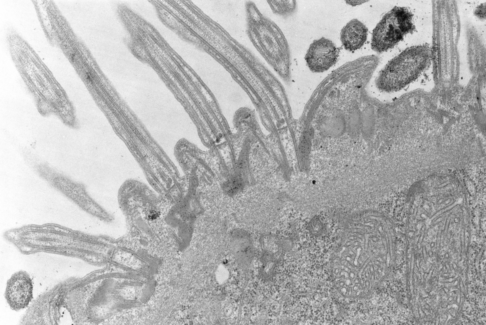 Didinium nasutum (Ectosymbiotic bacteria) - CIL:4664