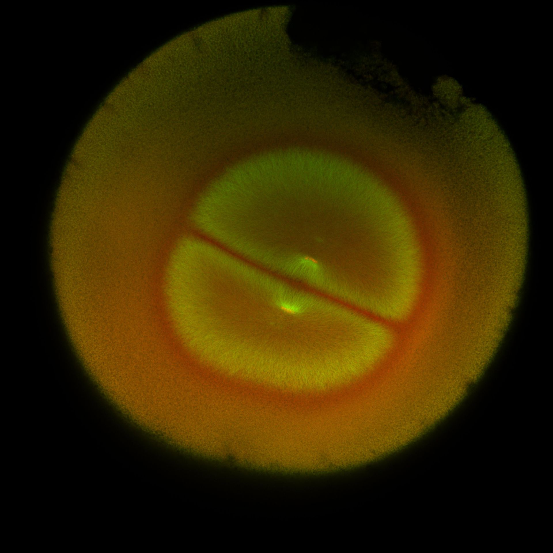 Xenopus laevis (DNA) - CIL:36580
