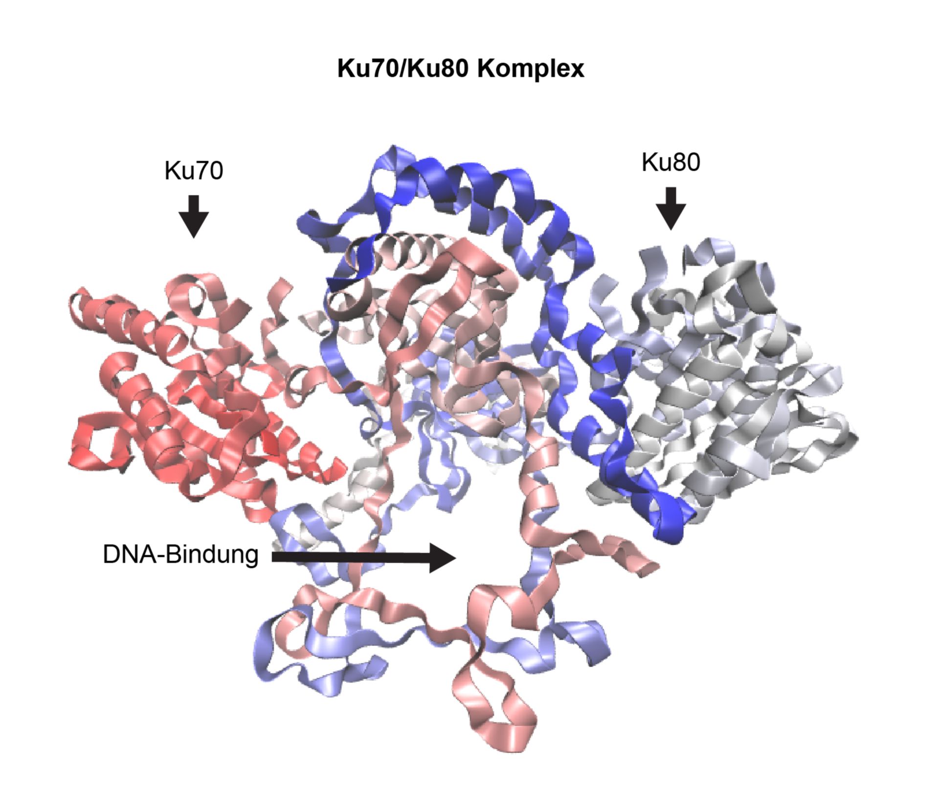 Proteinstruktur des Ku70/Ku80 Heterodimers