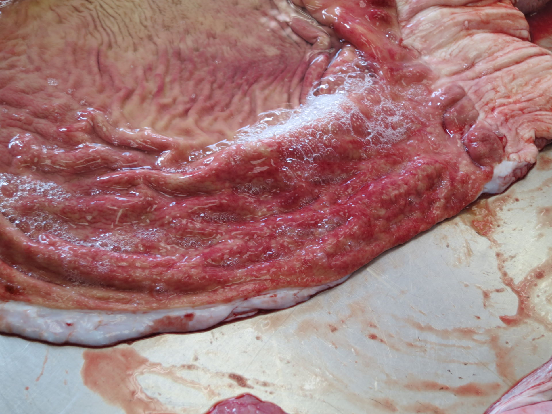 Sandtigerhai Gastritis (1)