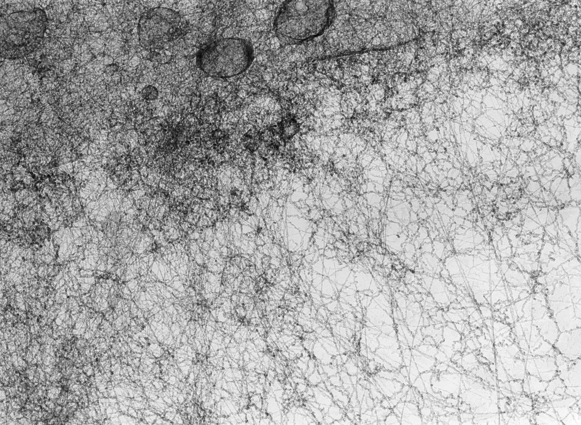 Notopthalmus viridescens (Nuclear chromatin) - CIL:9926