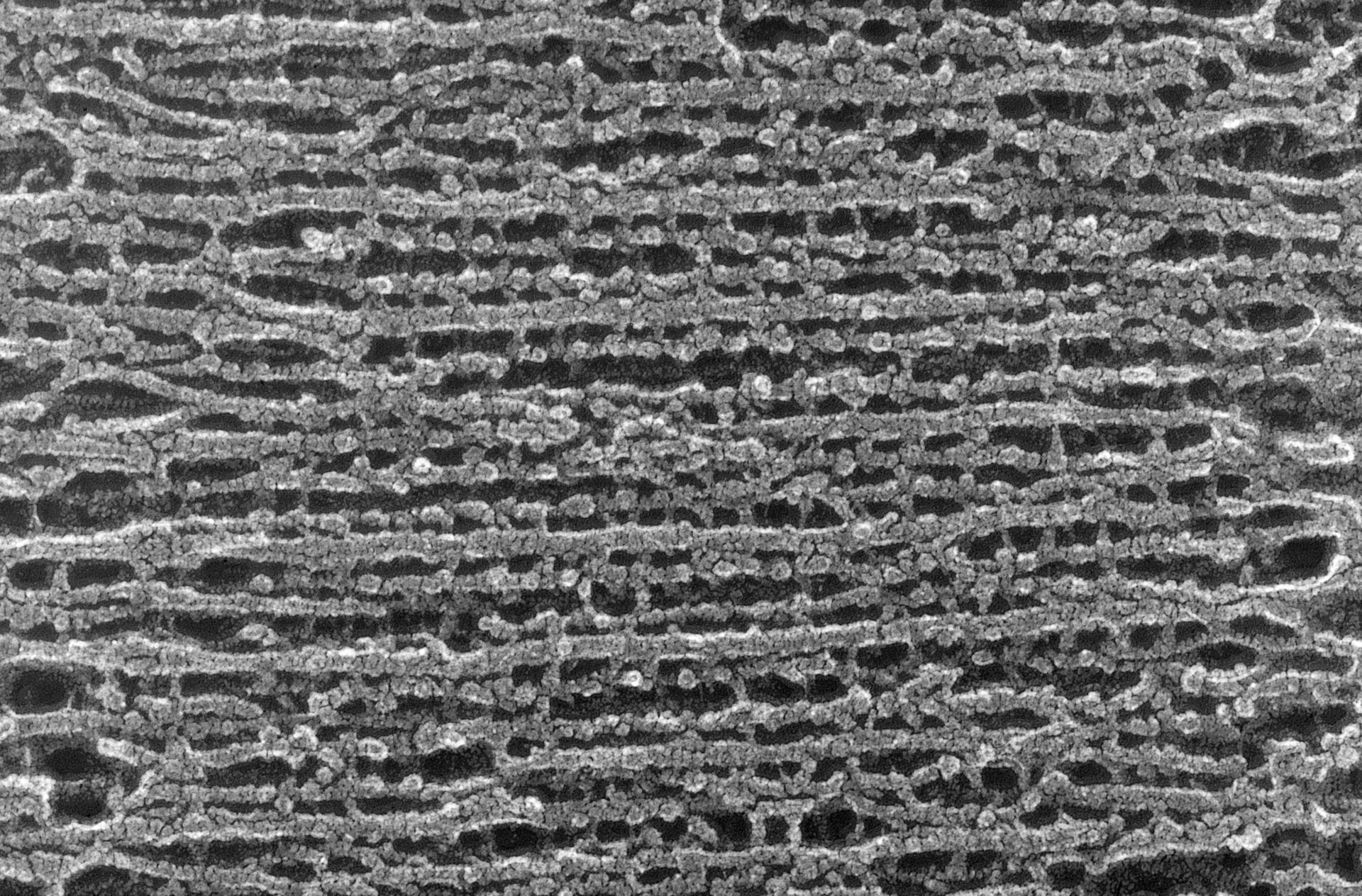 Oryctolagus cuniculus (Cytoskeleton) - CIL:1440