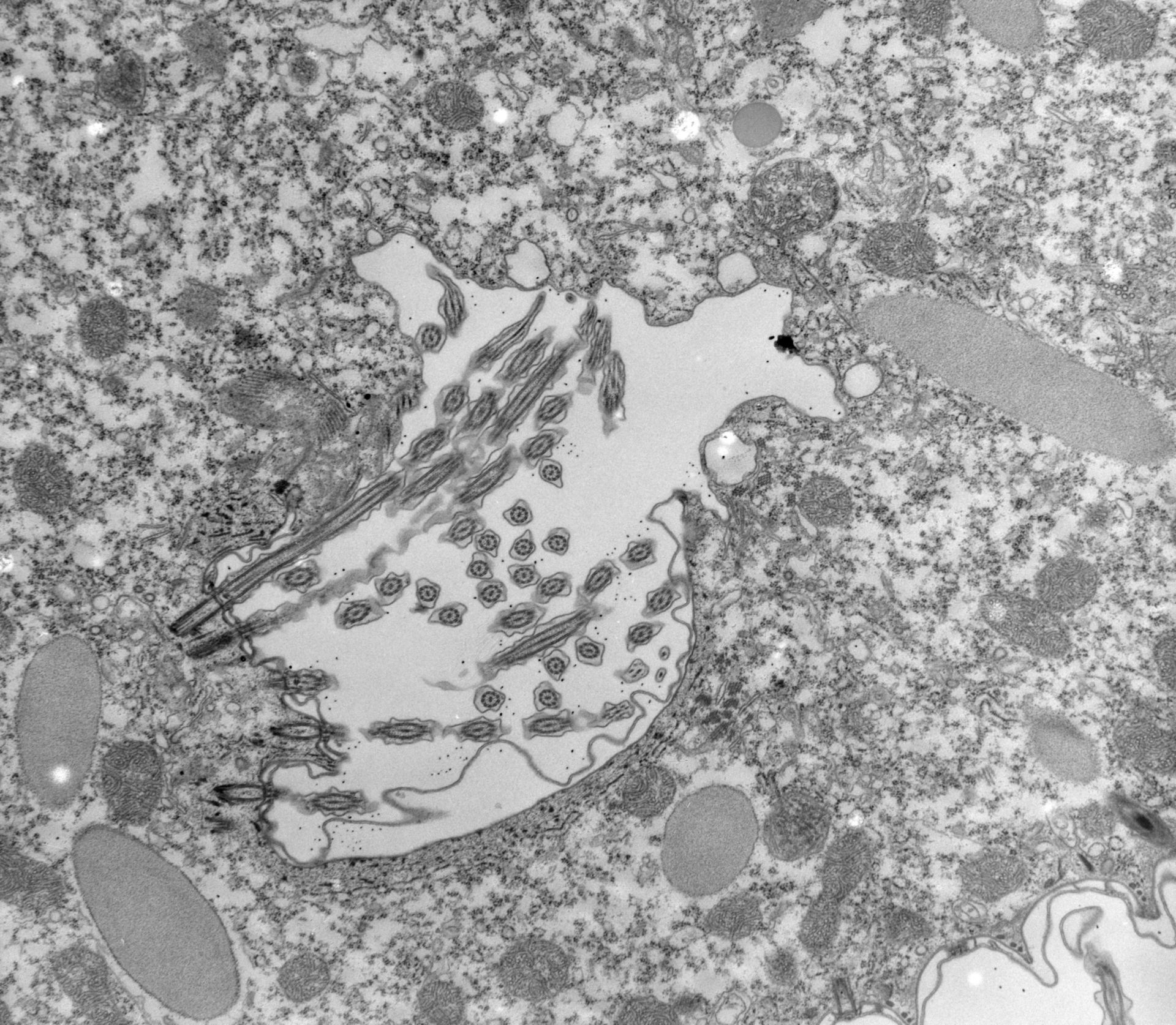 Paramecium caudatum (Oral apparatus) - CIL:39161