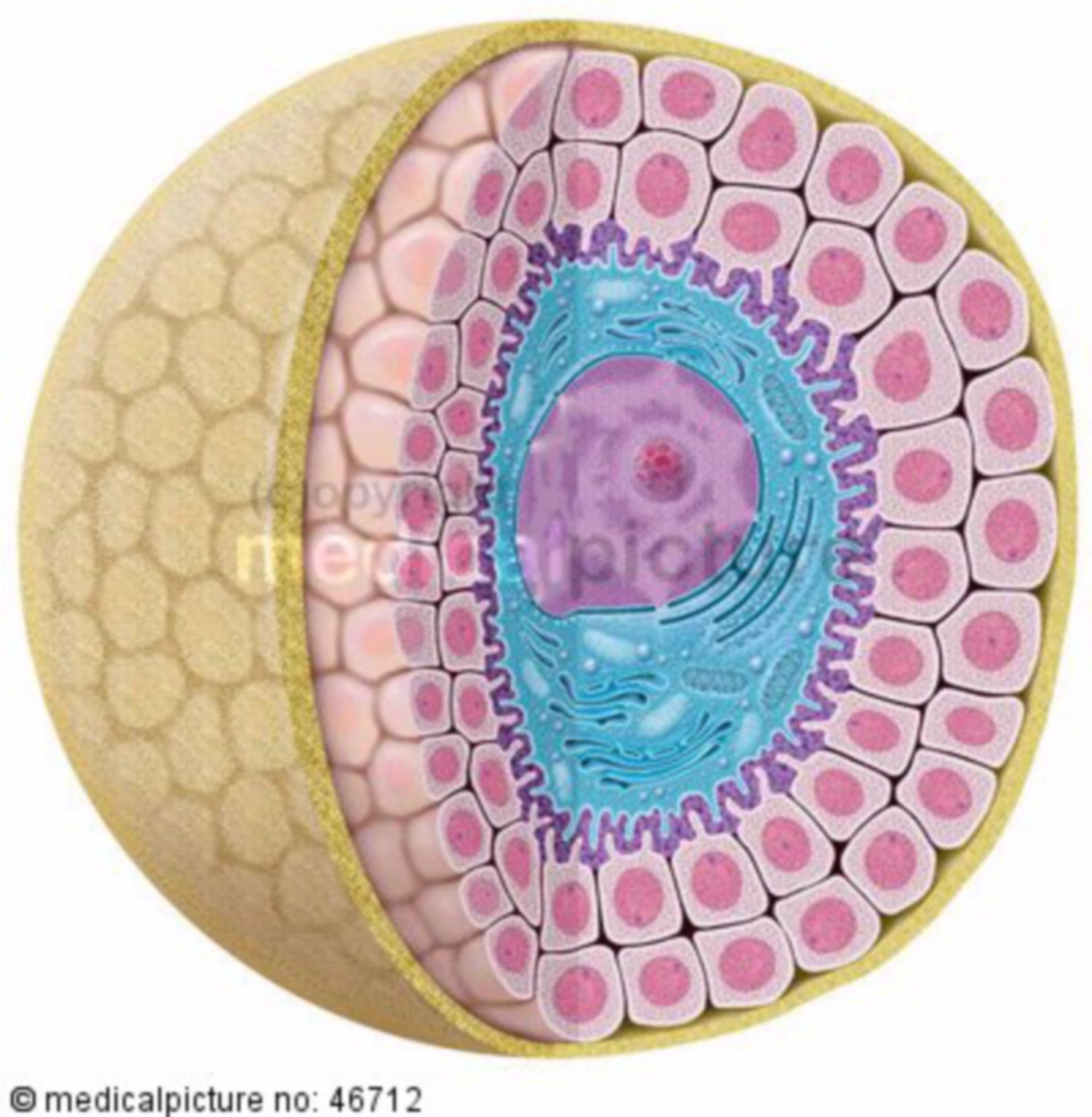 Secondary follicle, human egg cell