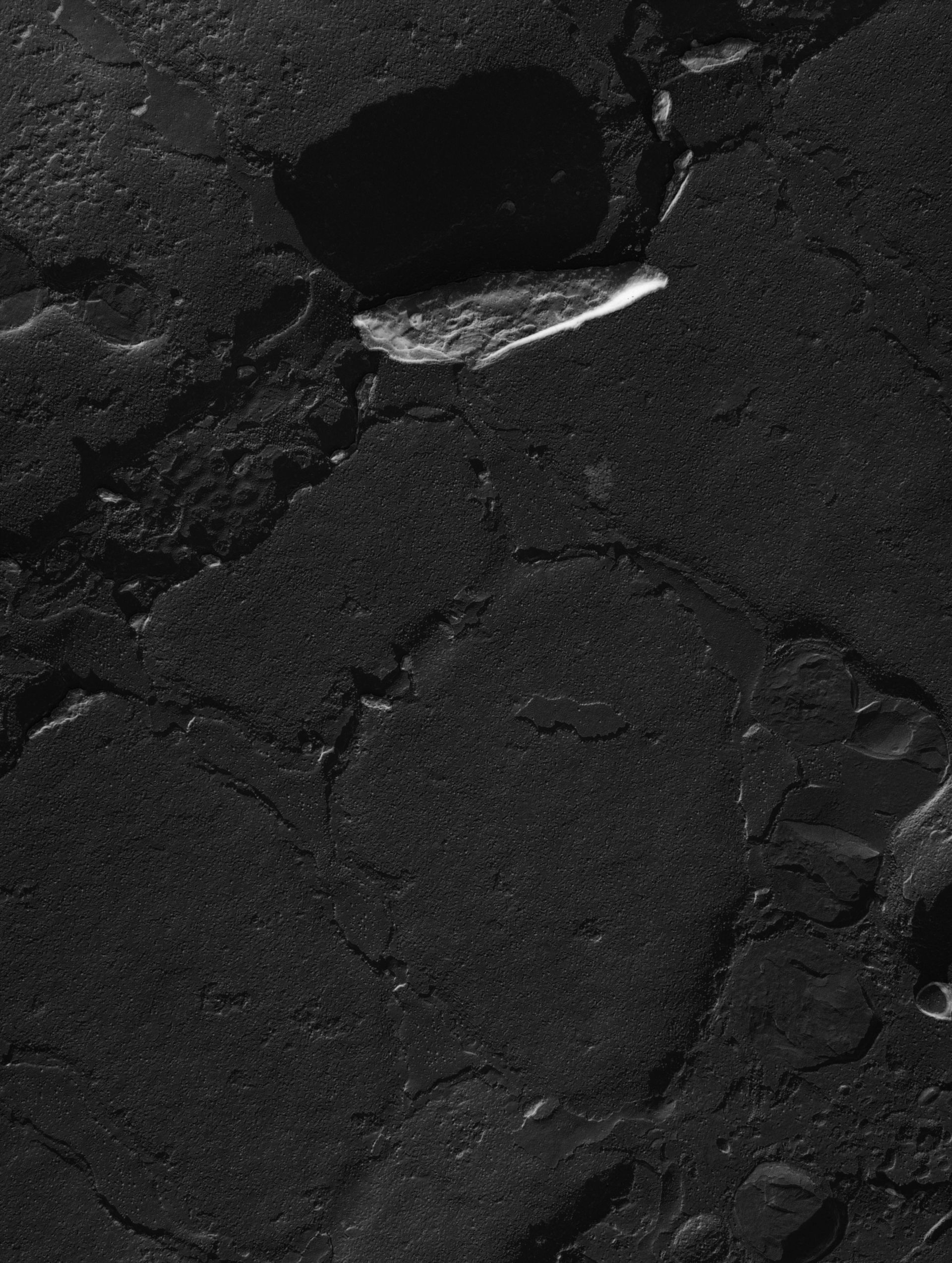 Damselfly (Sarcoplasmic reticulum) - CIL:18464