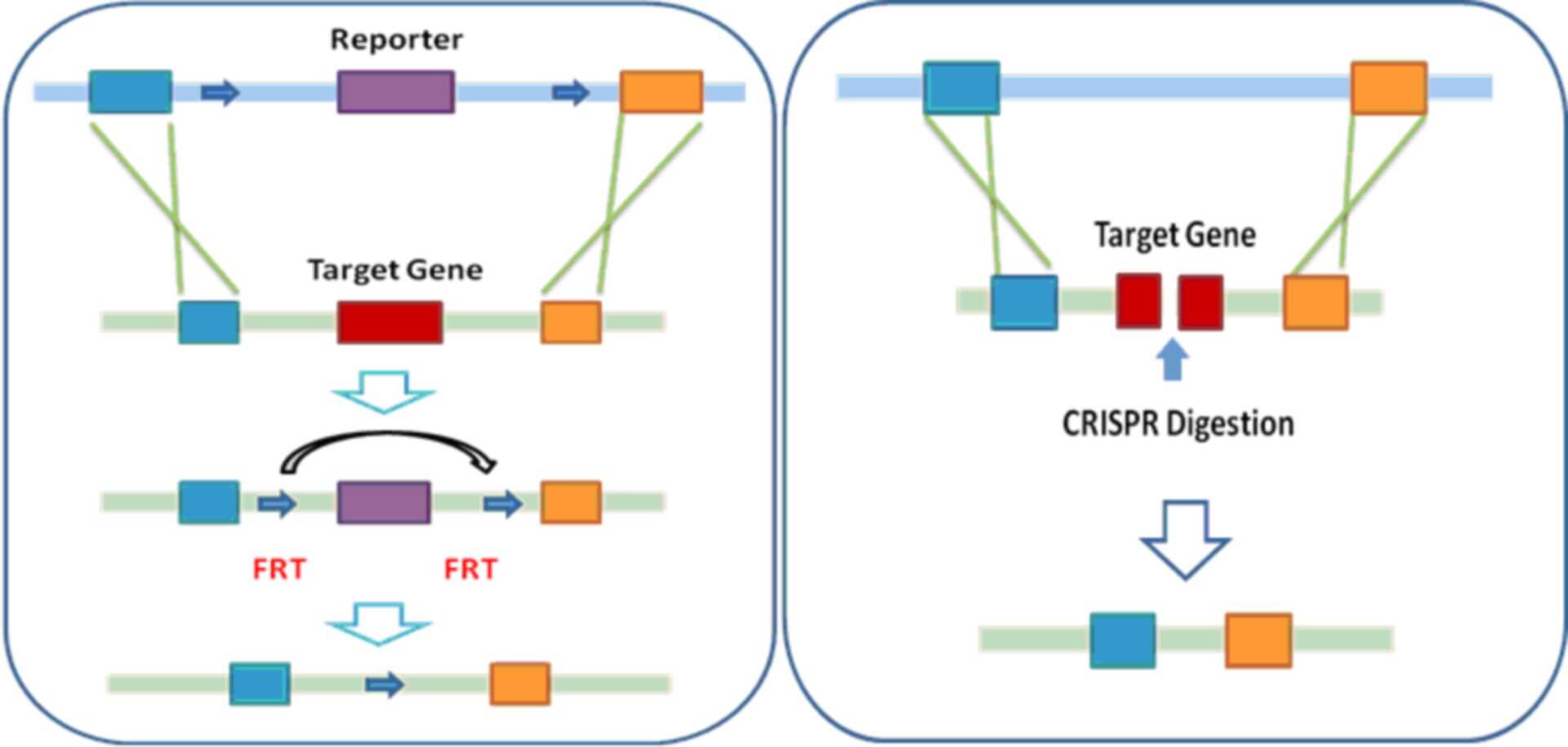 Microbe Genome Editing