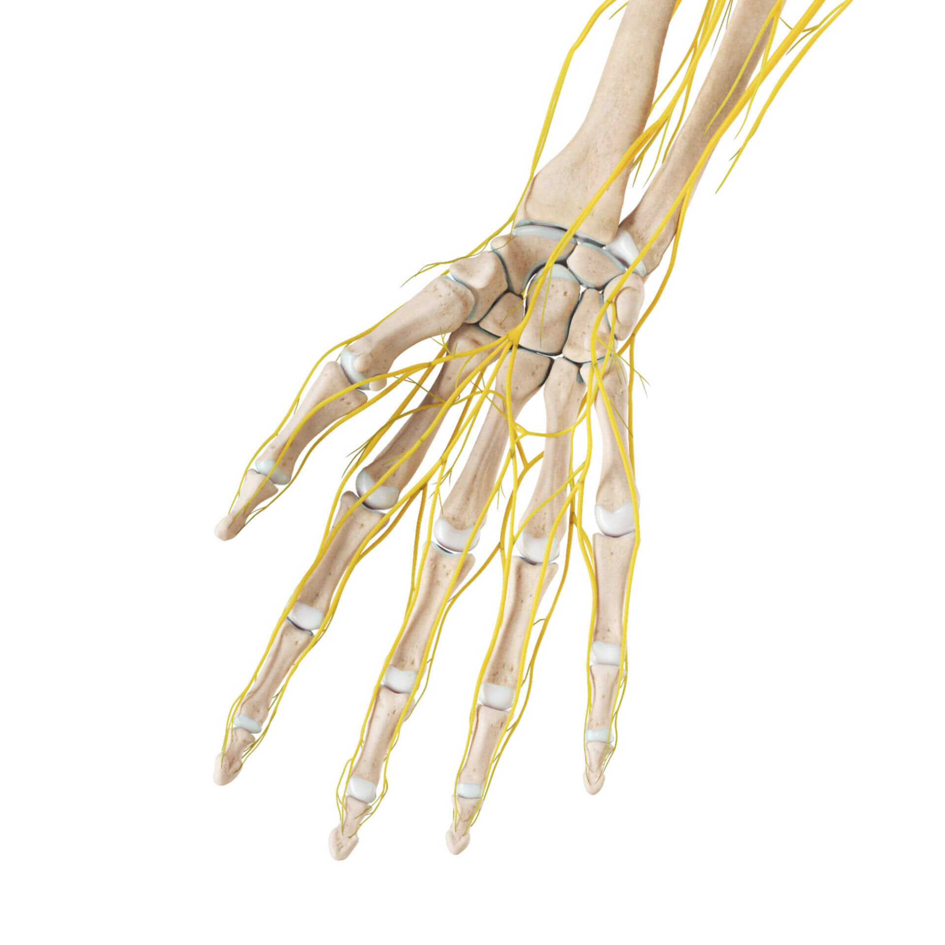 Skelett und Nerven der Hand (palmar)