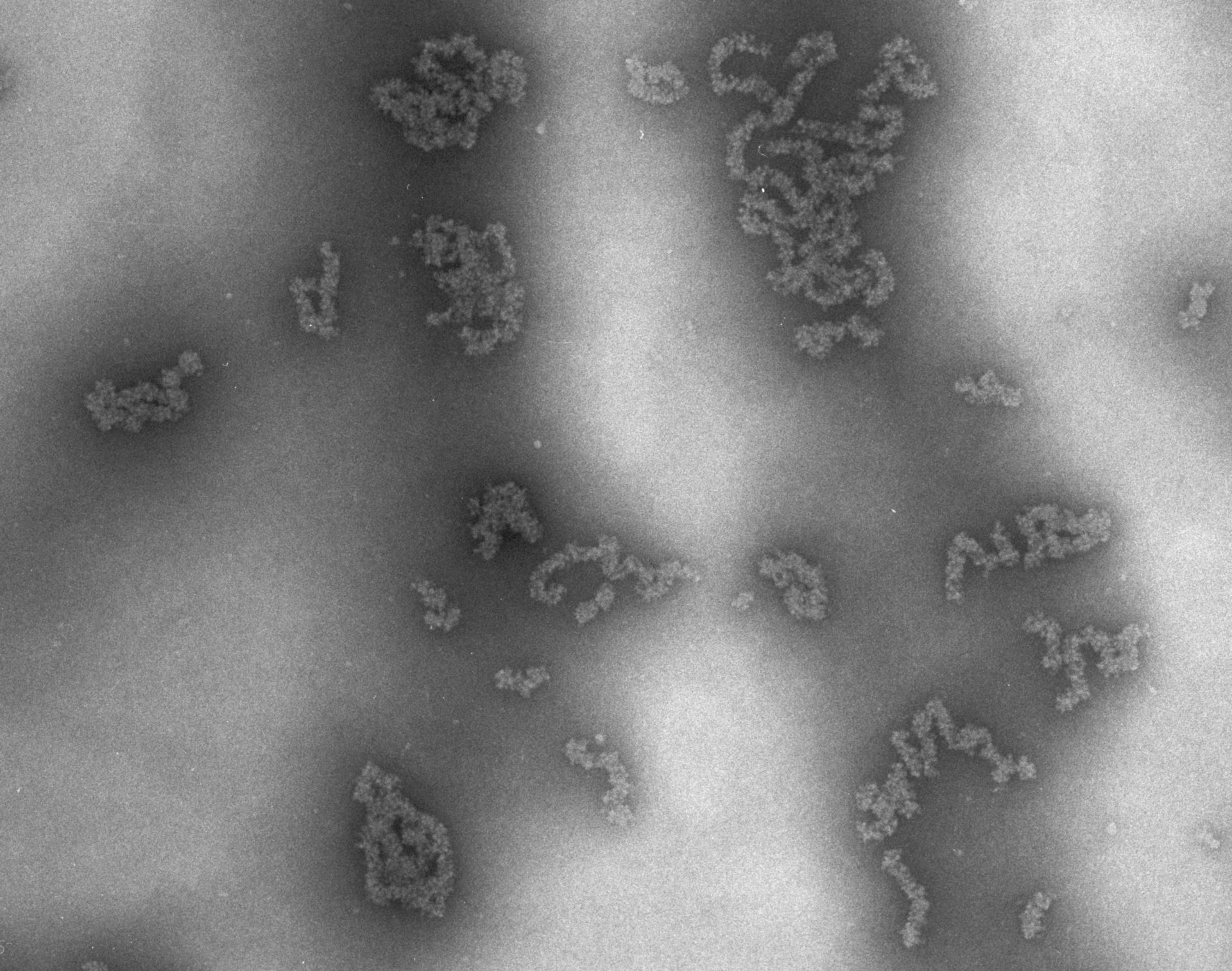 Necturus maculosus (Nucleate erythrocyte) - CIL:712