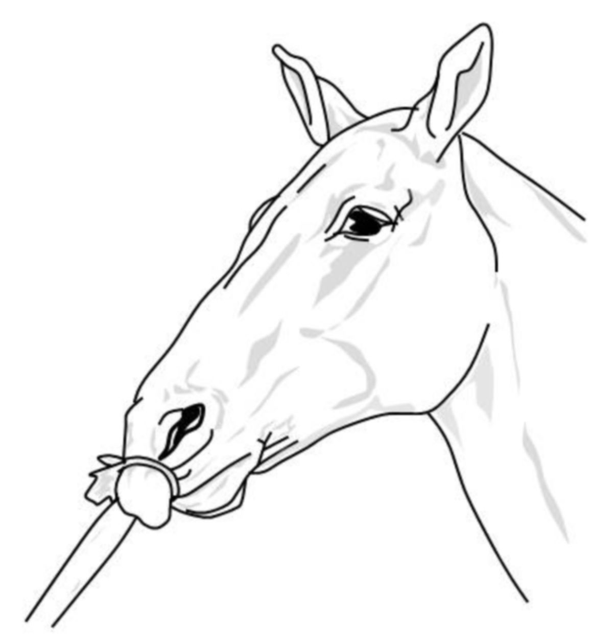 Nasenbremse (Pferd)