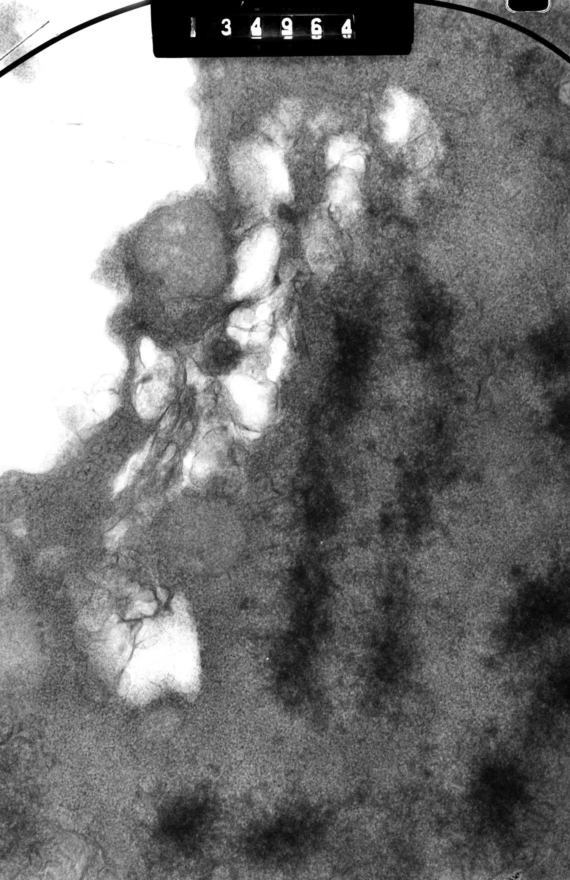 Cricetulus griseus (Nuclear chromosome) - CIL:41696
