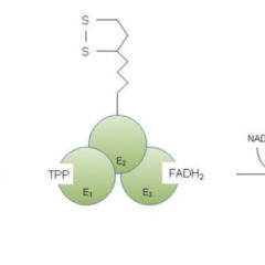 CarbamoylphosphatSynthetase DocCheck Flexikon