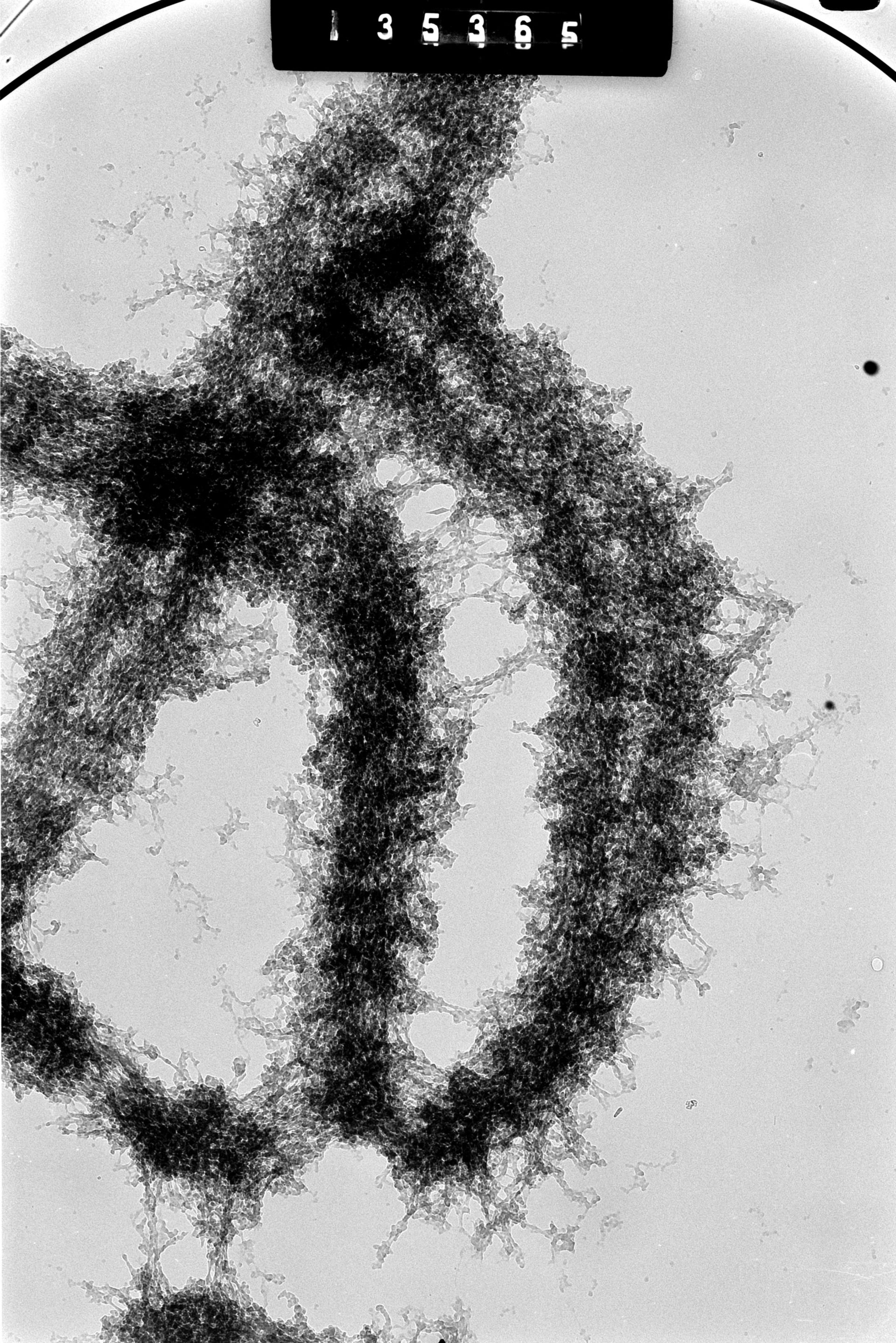 Cricetulus griseus (Nuclear chromosome) - CIL:41610