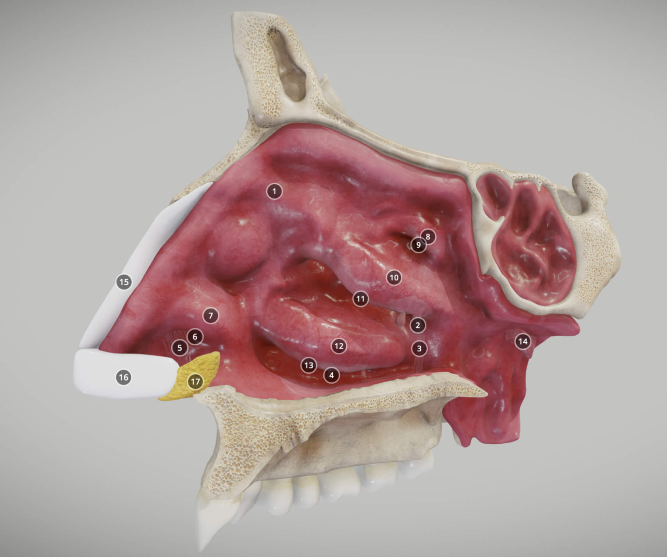 rhinitis_3d_original.jpg