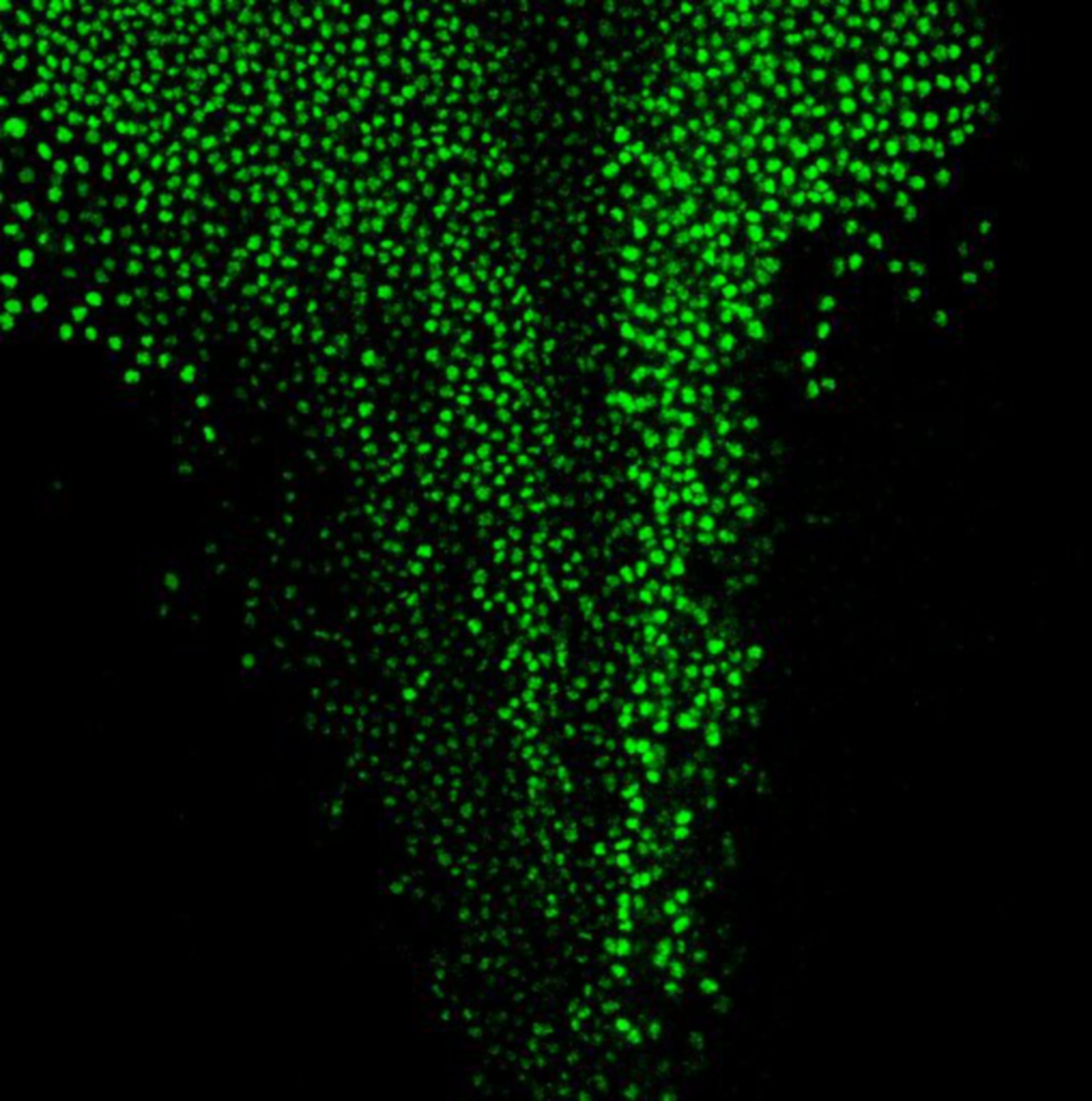 Xenopus laevis (Nucleus) - CIL:32023